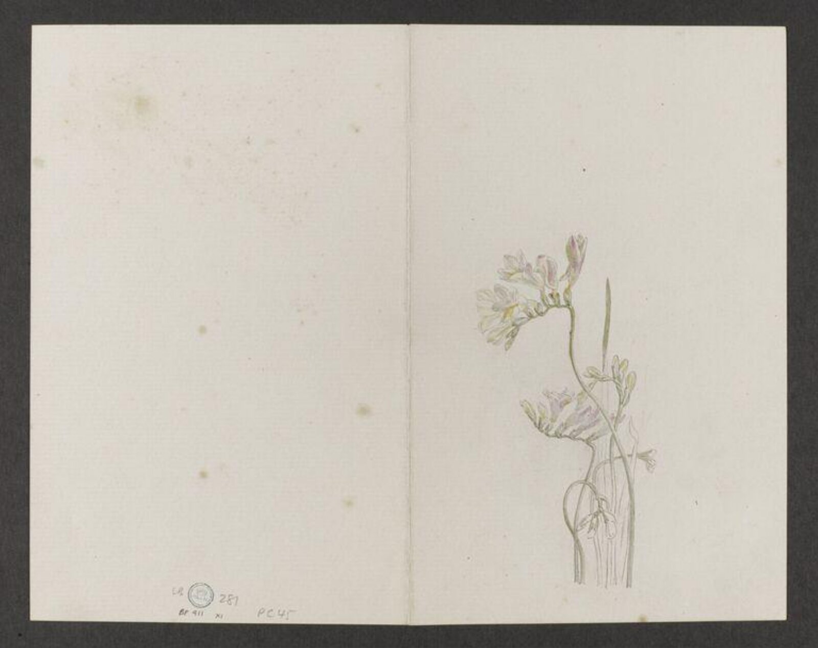 Watercolour, Beatrix Potter, 16 September 1904