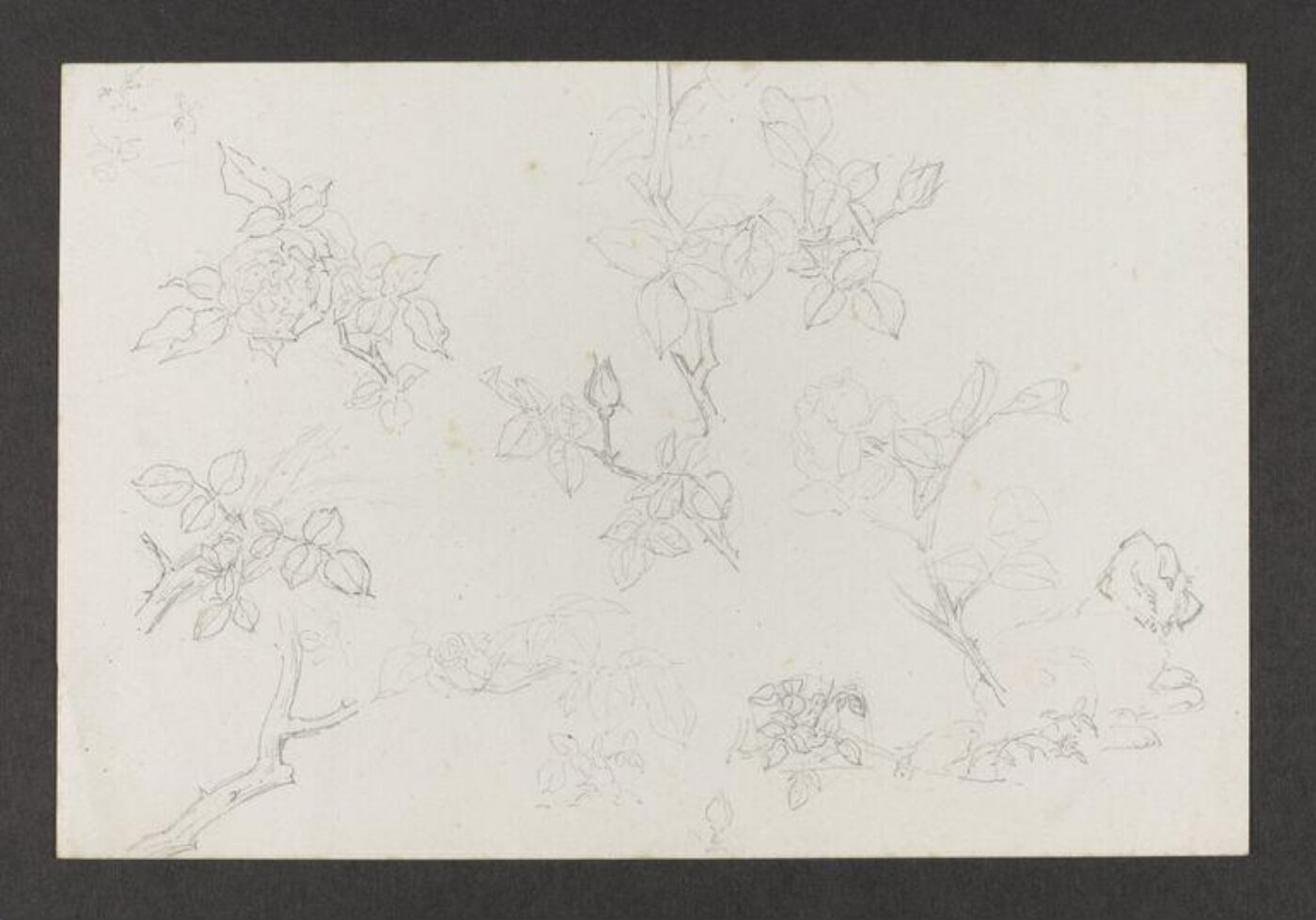Potter, Beatrix, drawing