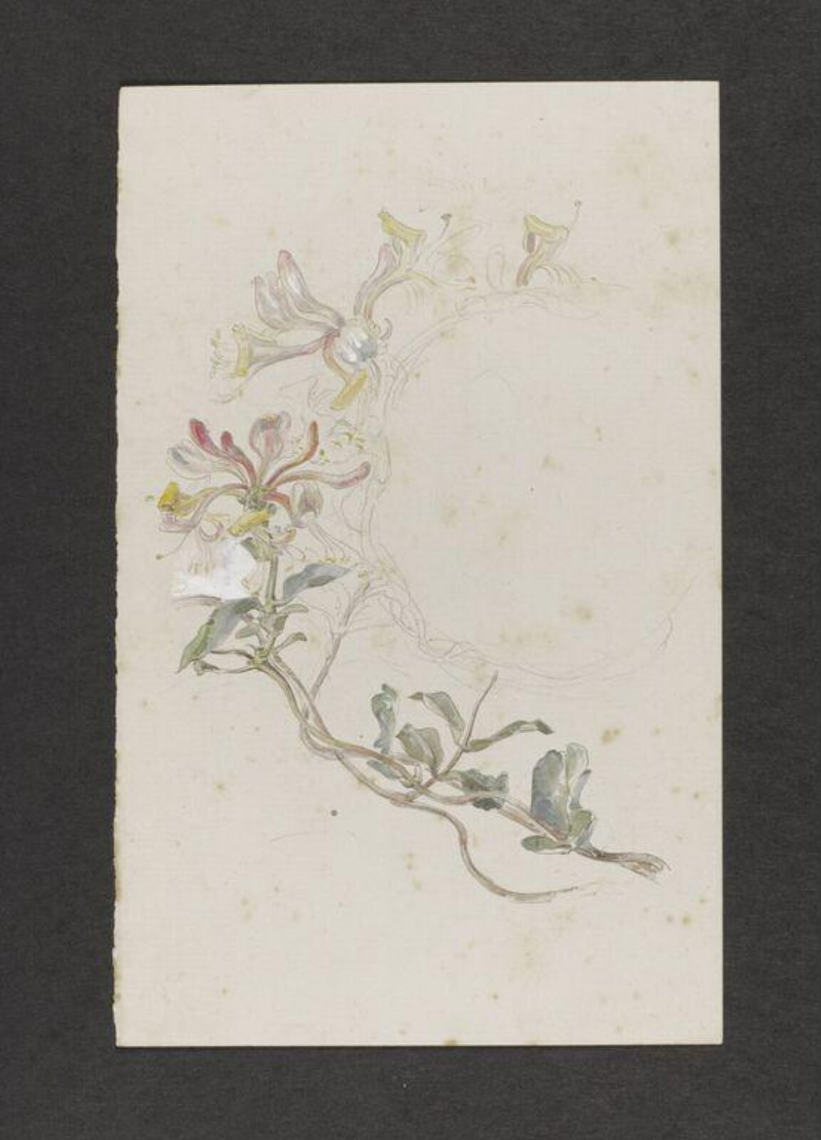 Watercolour, Beatrix Potter, late 19th century - early 20th century