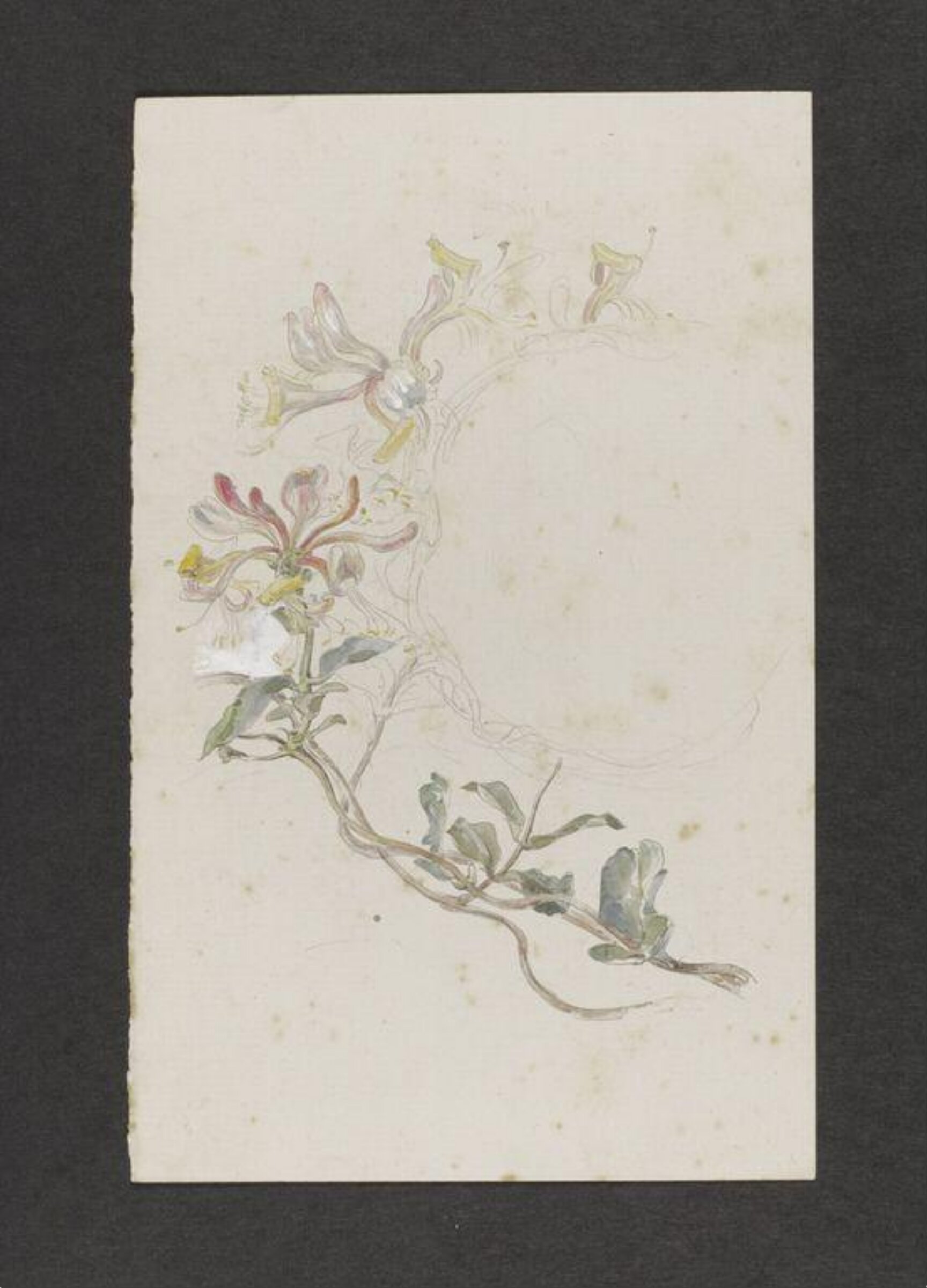 Watercolour, Beatrix Potter, late 19th century - early 20th century