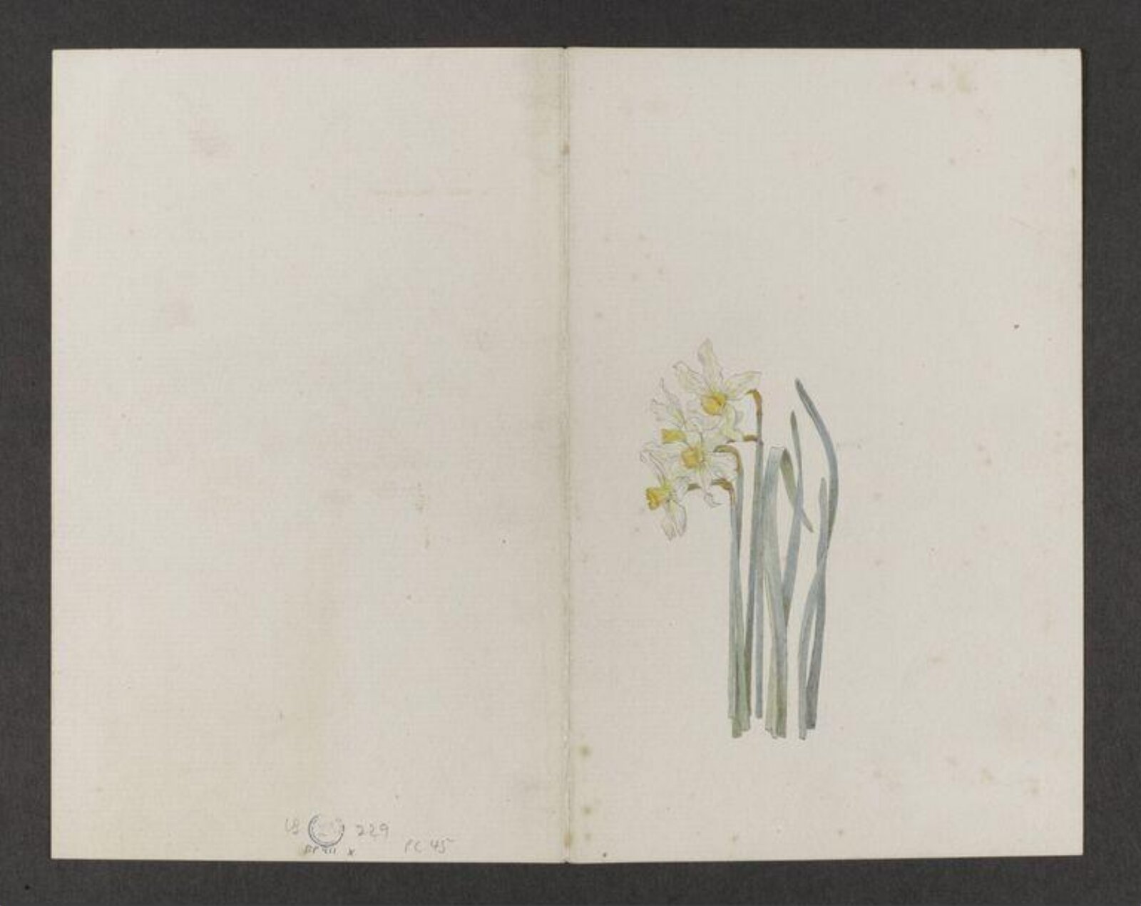 Watercolour, Beatrix Potter, late 19th century - early 20th century