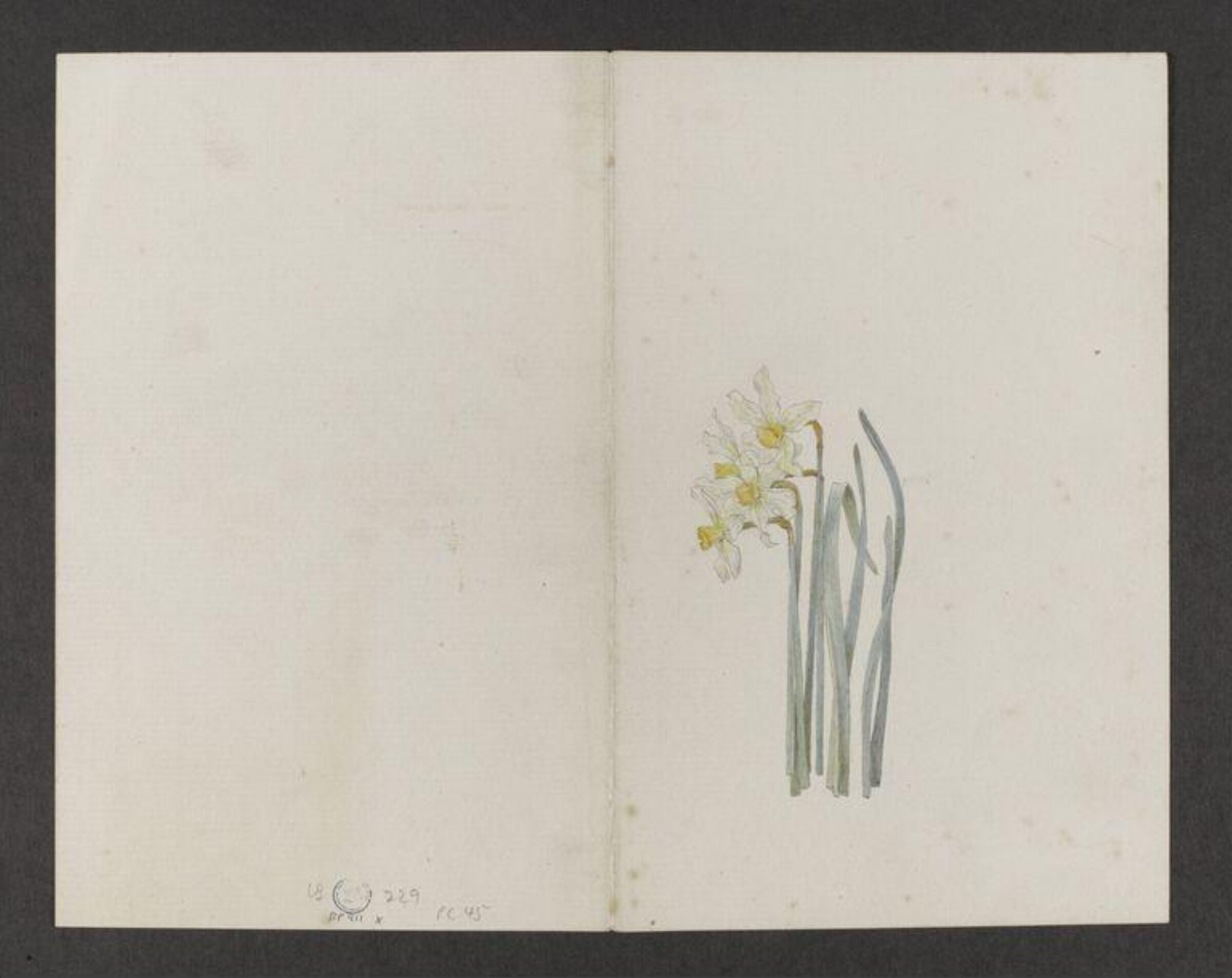 Watercolour, Beatrix Potter, late 19th century - early 20th century