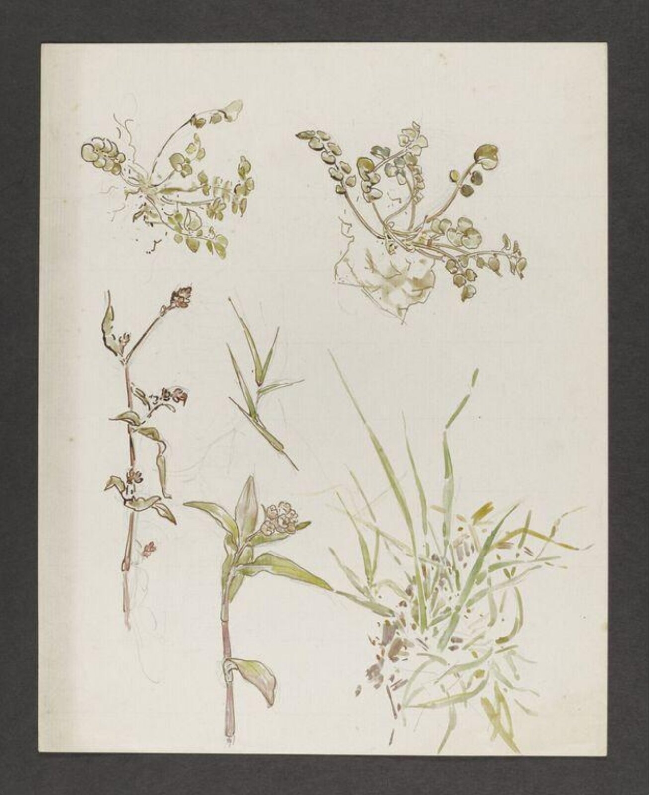 Watercolour, Beatrix Potter, late 19th century - early 20th century