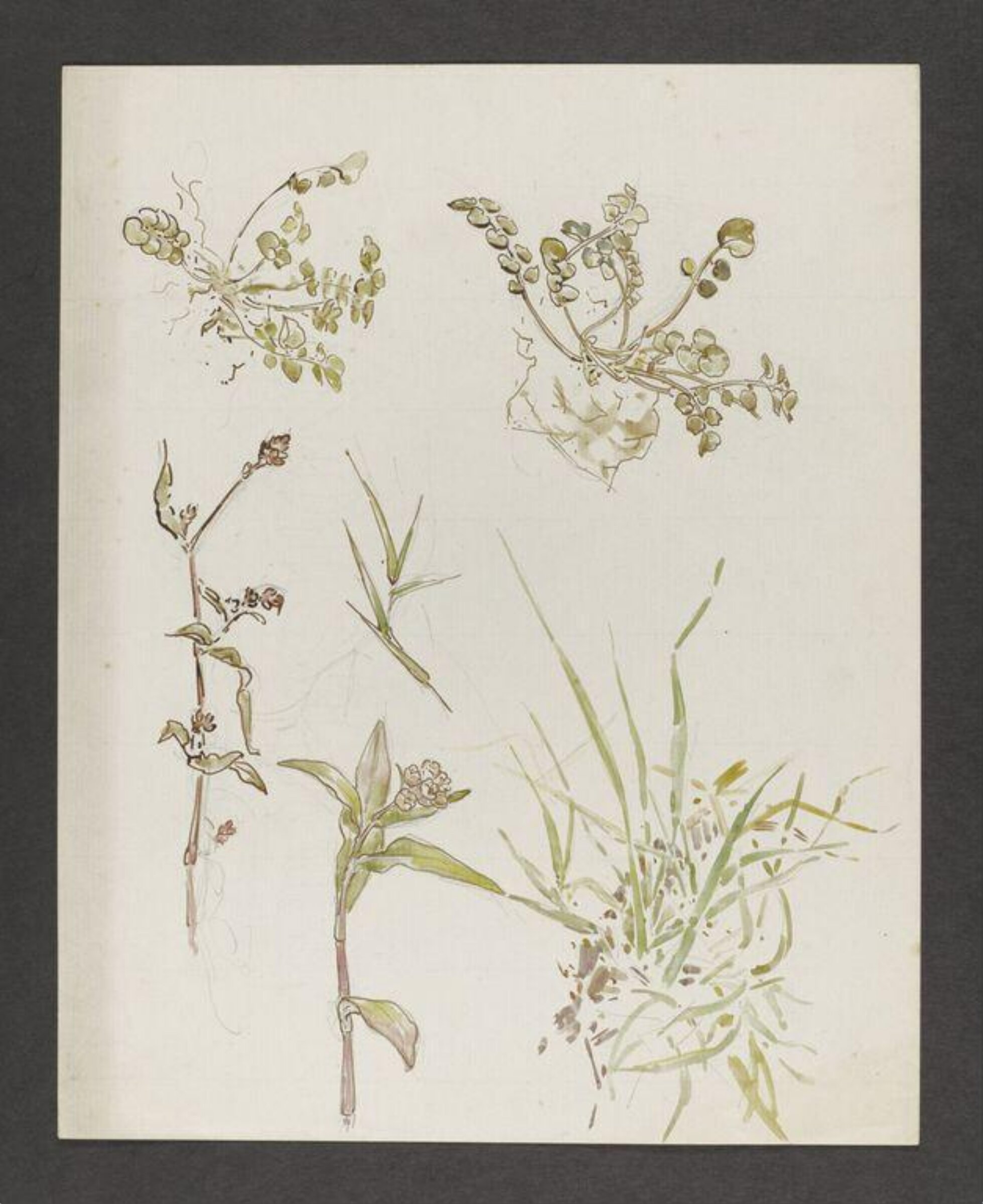 Watercolour, Beatrix Potter, late 19th century - early 20th century