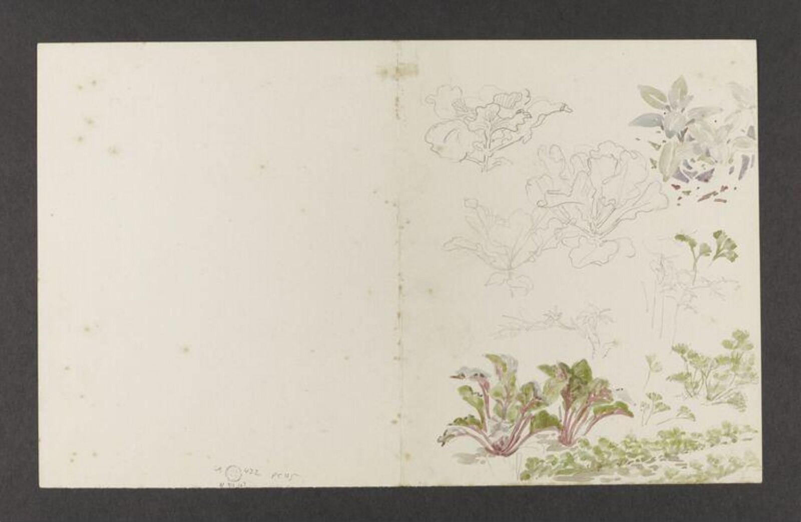 Watercolour, Beatrix Potter, 3 September 1907