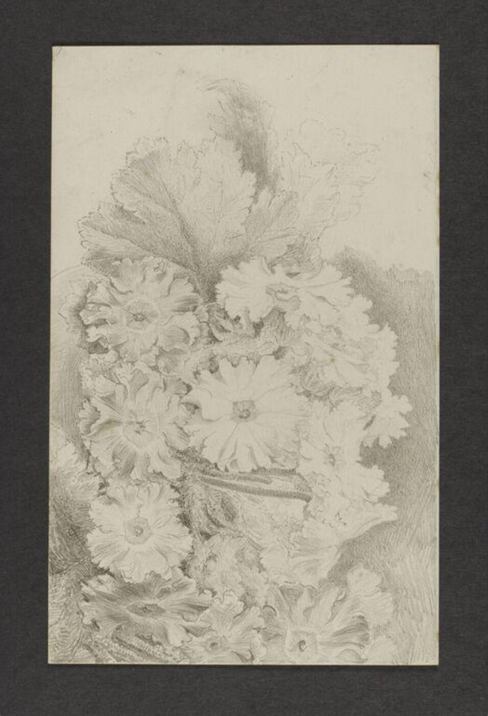 Potter, Beatrix, drawing