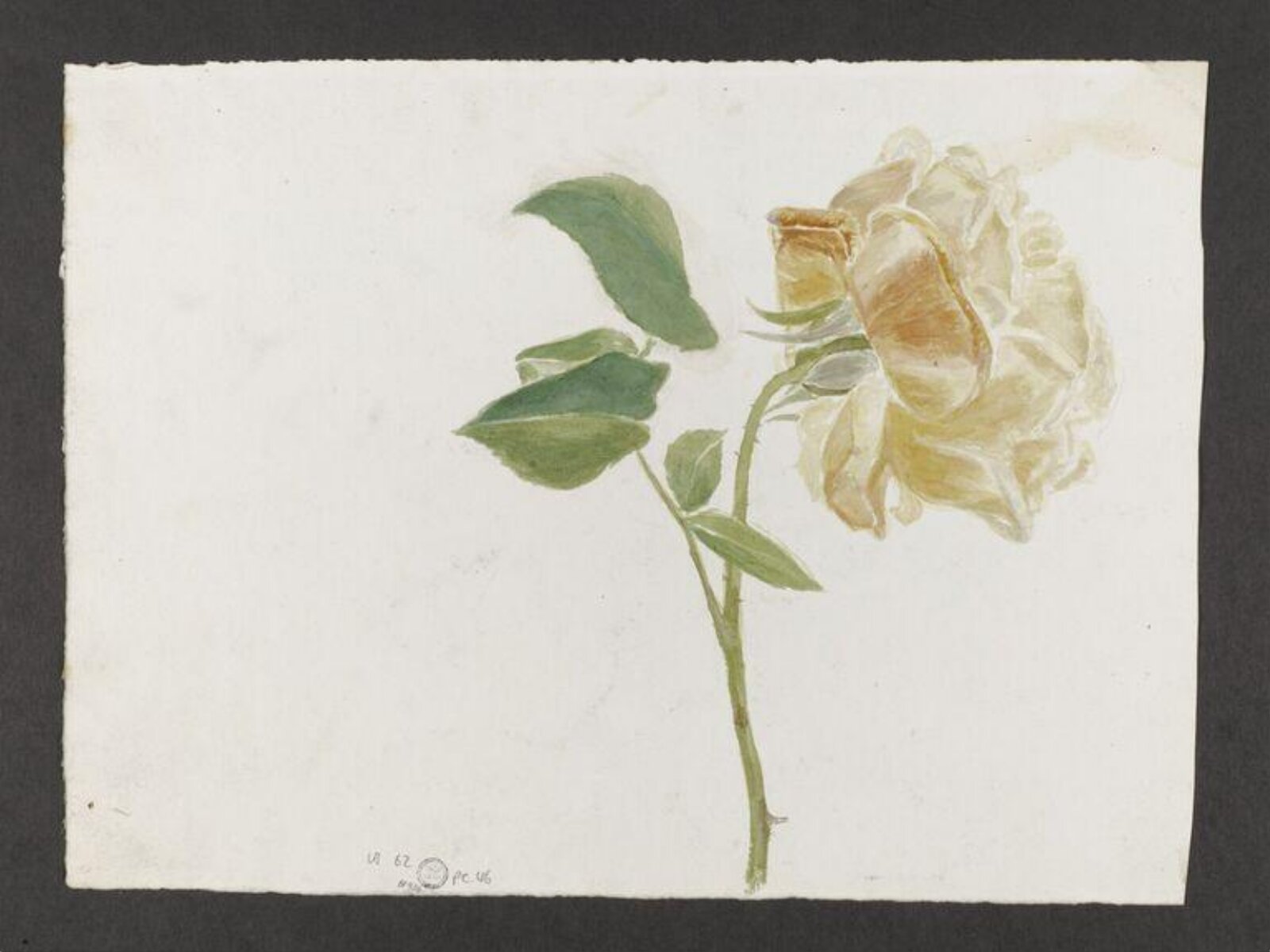 Watercolour, Beatrix Potter, ca.1880