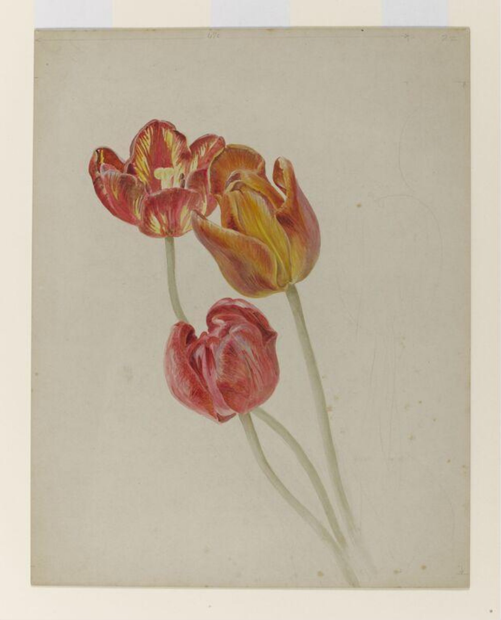 Watercolour, Beatrix Potter, late 19th century - early 20th century