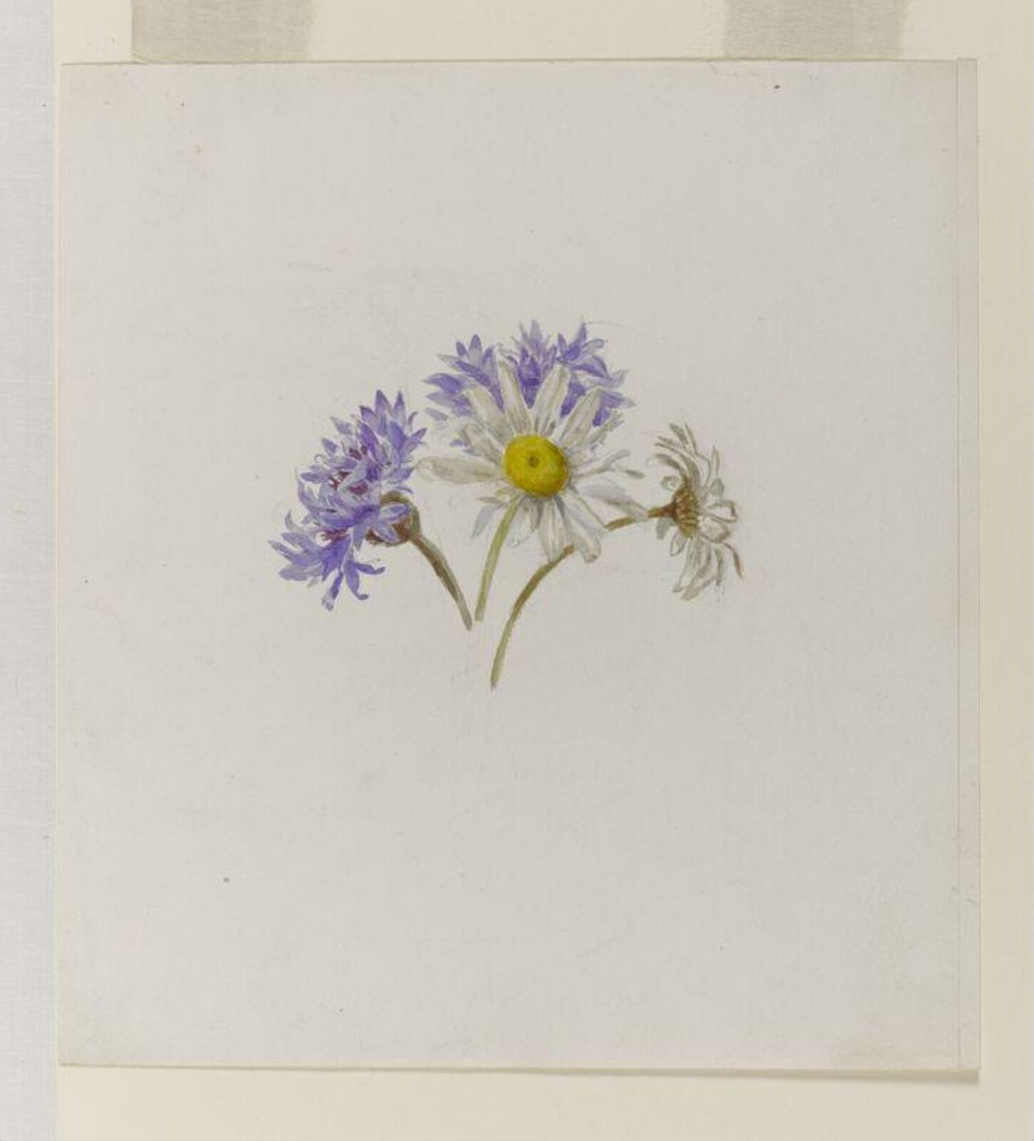 Watercolour, Beatrix Potter, 06/1881