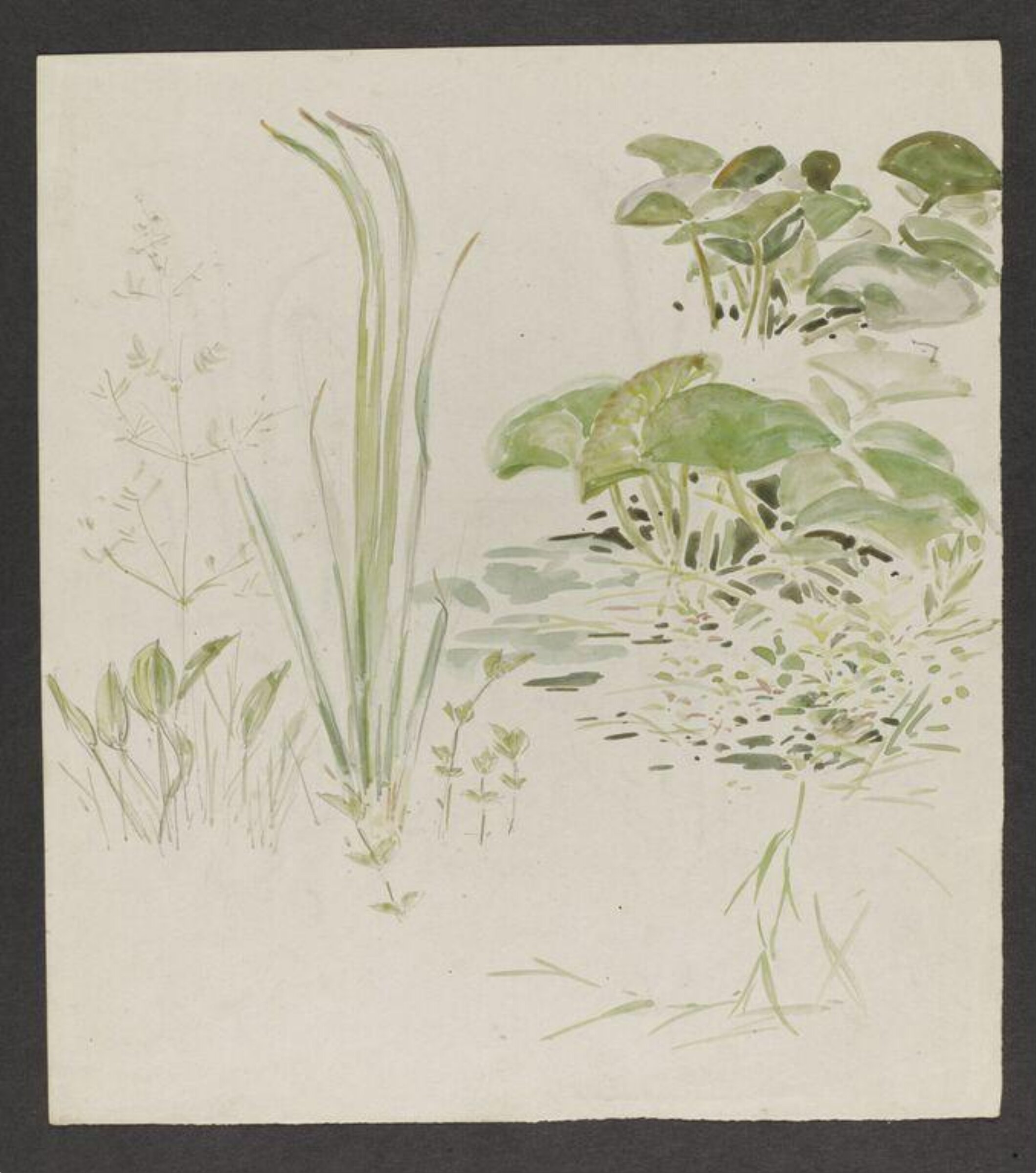 Watercolour, Beatrix Potter, late 19th century - early 20th century