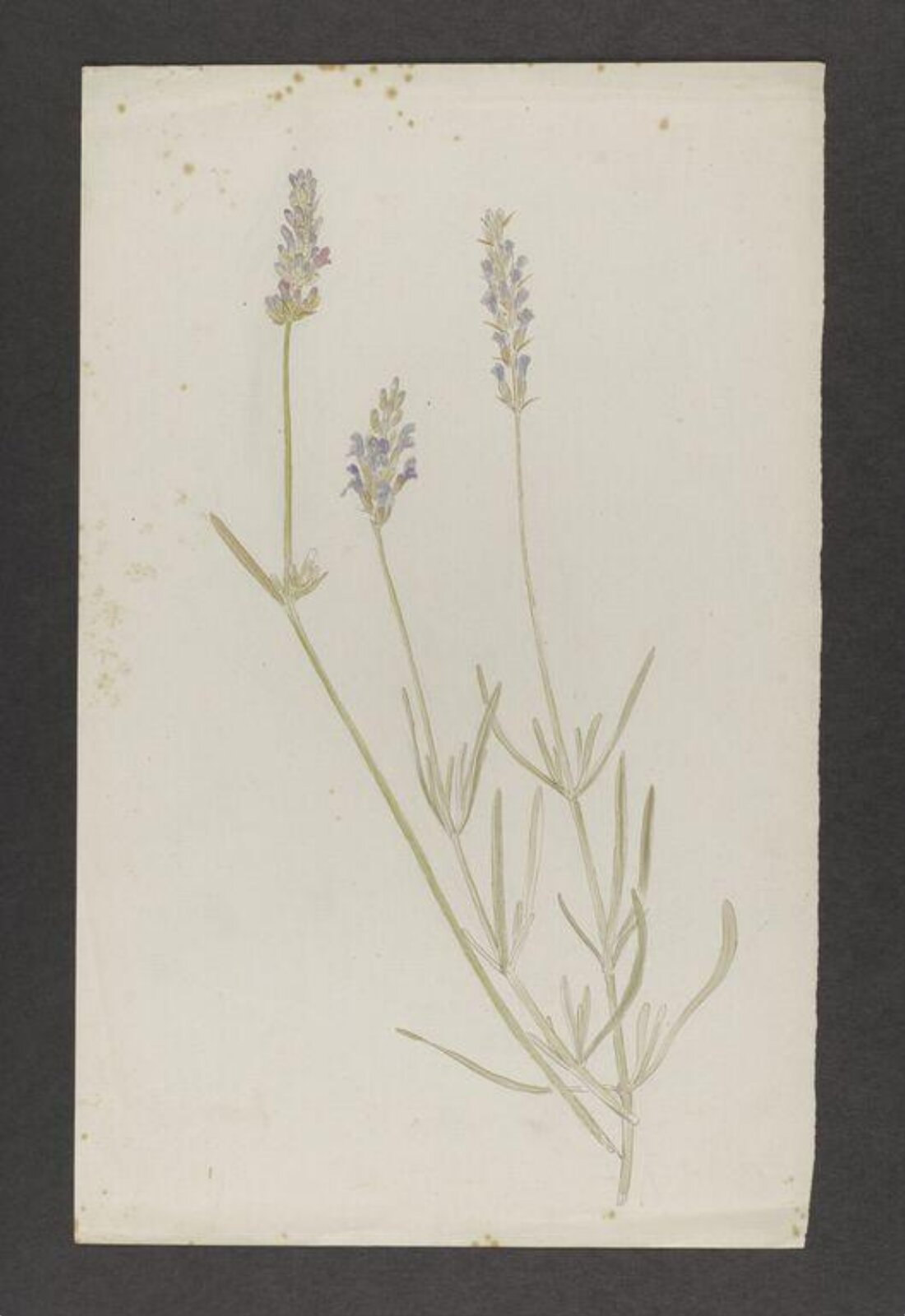 Watercolour, Beatrix Potter, late 19th century - early 20th century