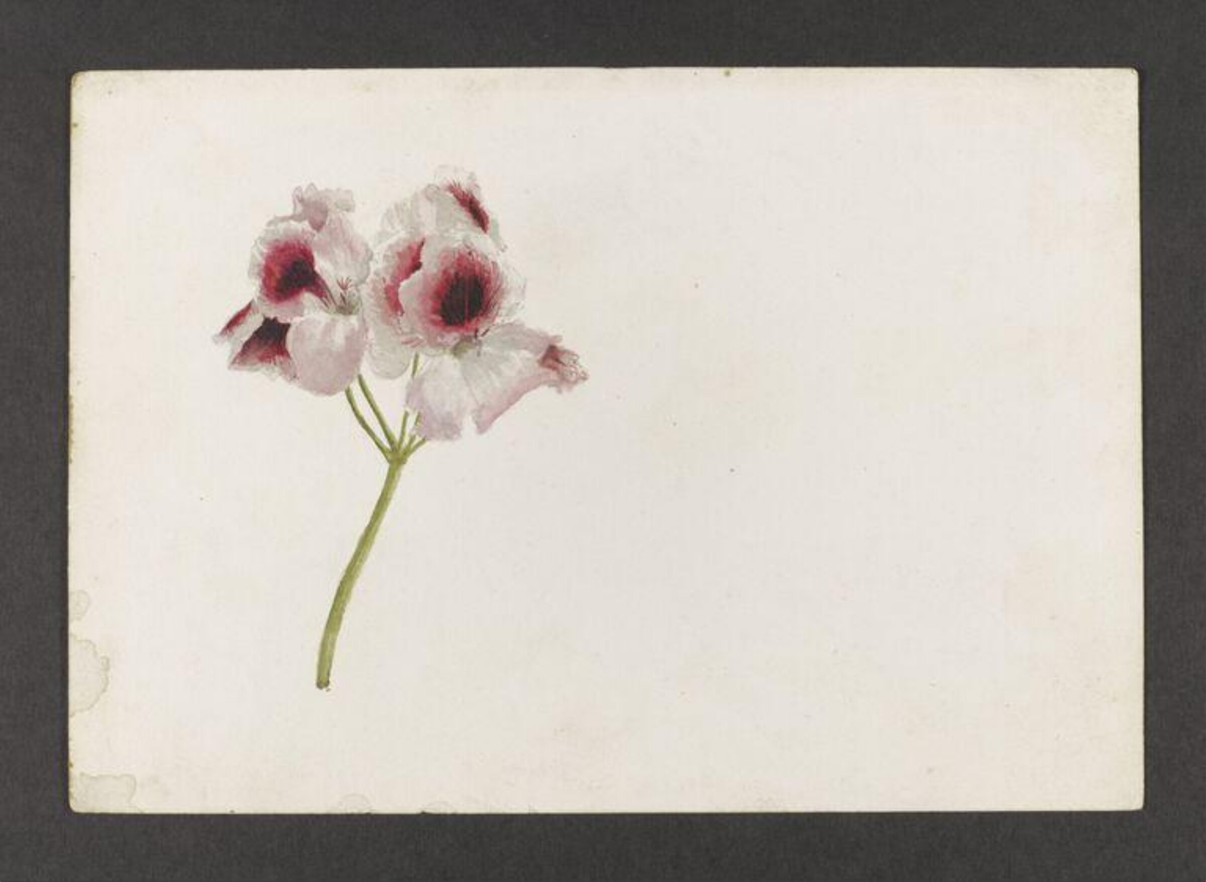 Watercolour, Beatrix Potter, late 19th century - early 20th century