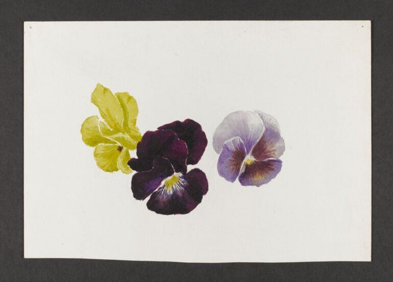 Watercolour, Beatrix Potter, ca.1879