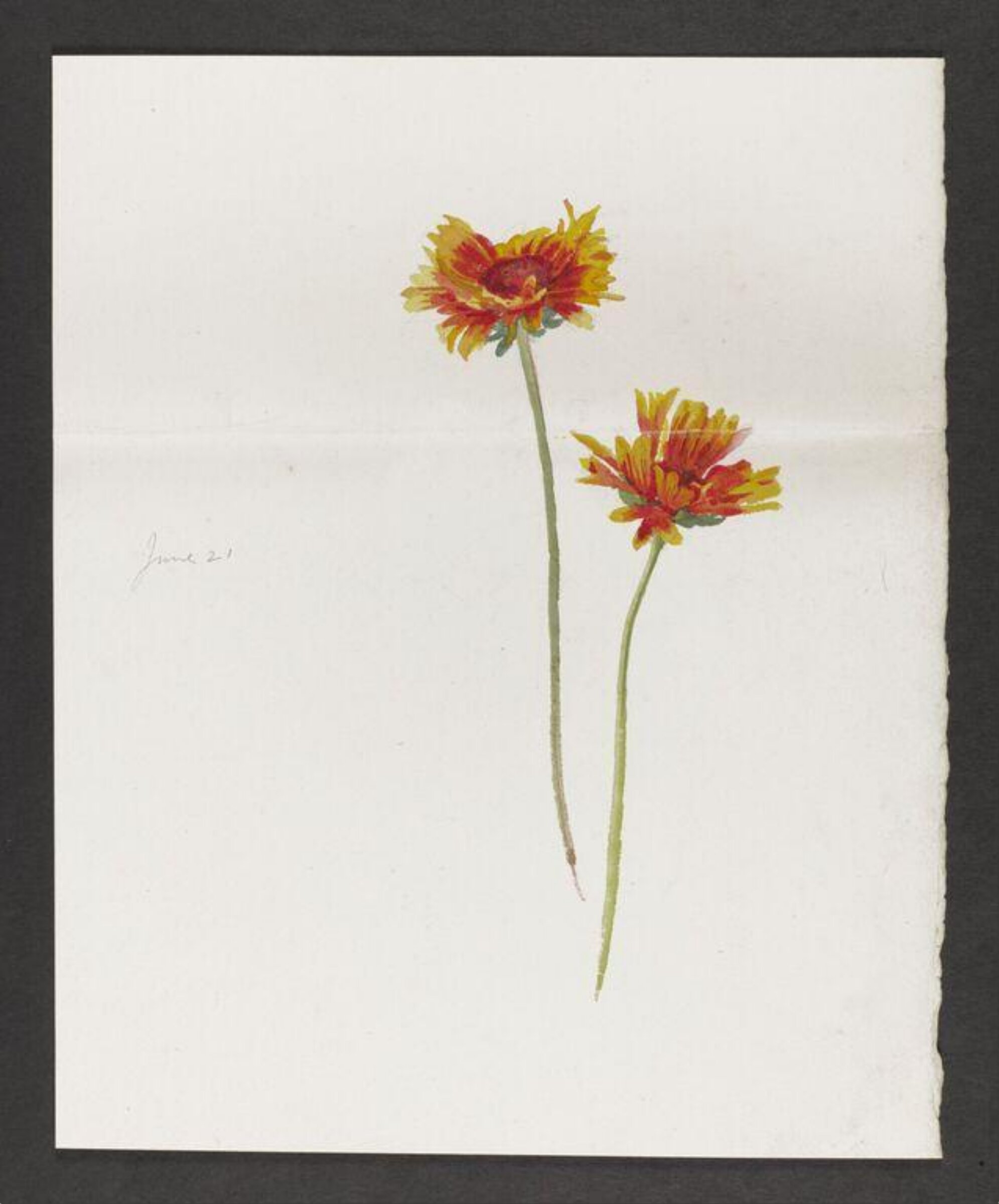 Watercolour, Beatrix Potter, late 19th century - early 20th century