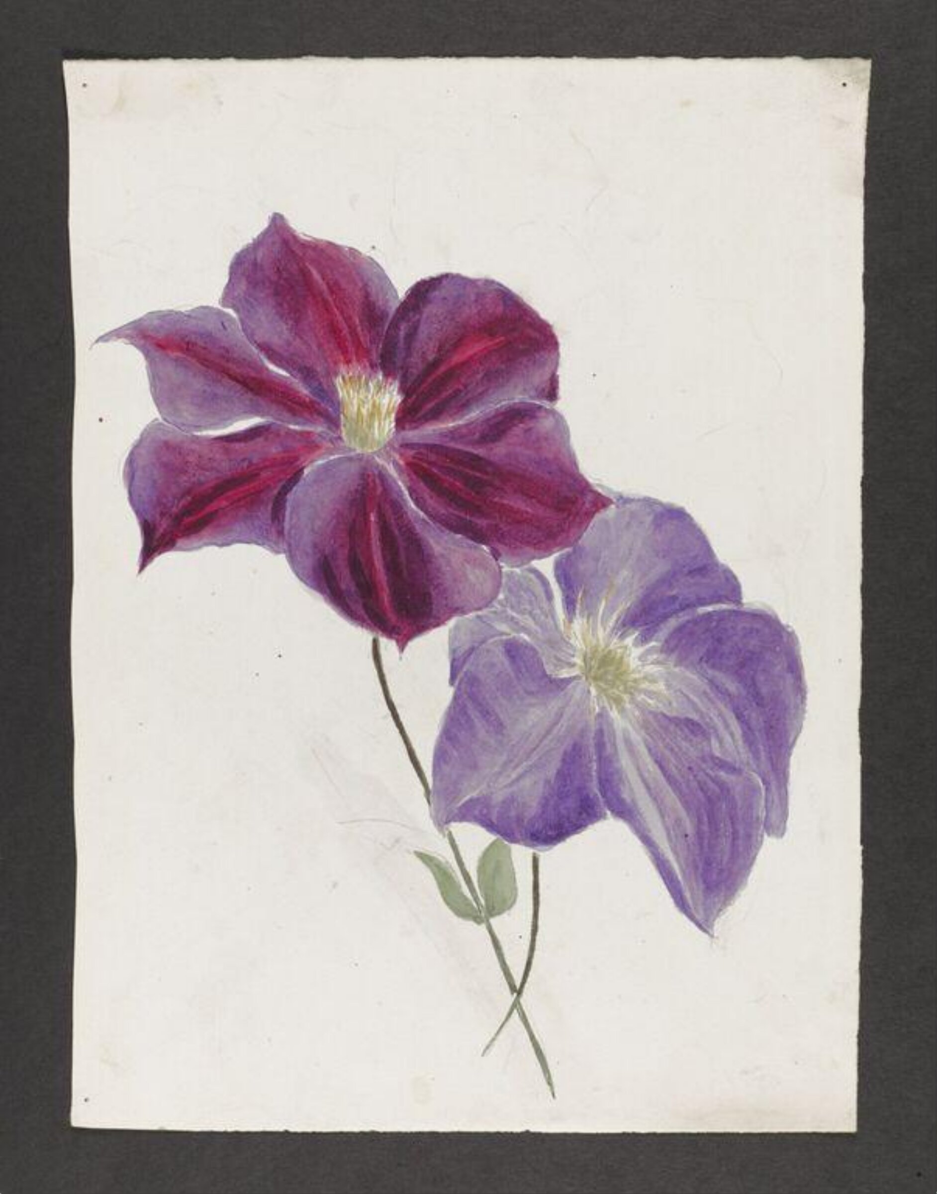 Watercolour, Beatrix Potter, late 19th century - early 20th century