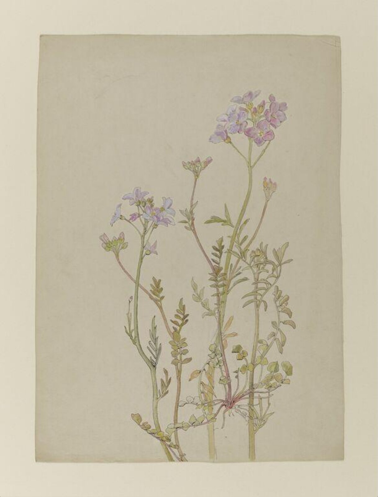 Watercolour, Beatrix Potter, late 19th century - early 20th century