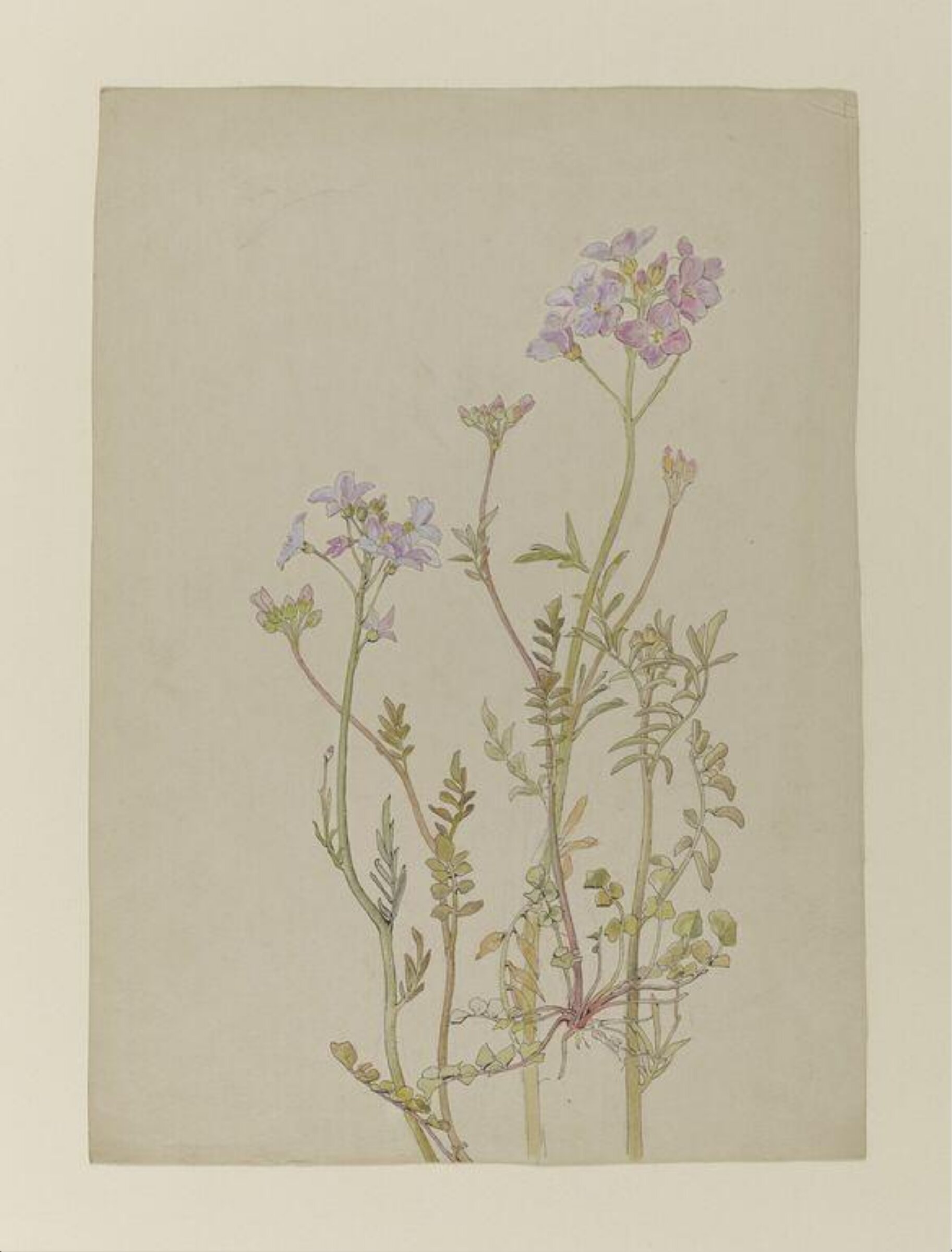 Watercolour, Beatrix Potter, late 19th century - early 20th century