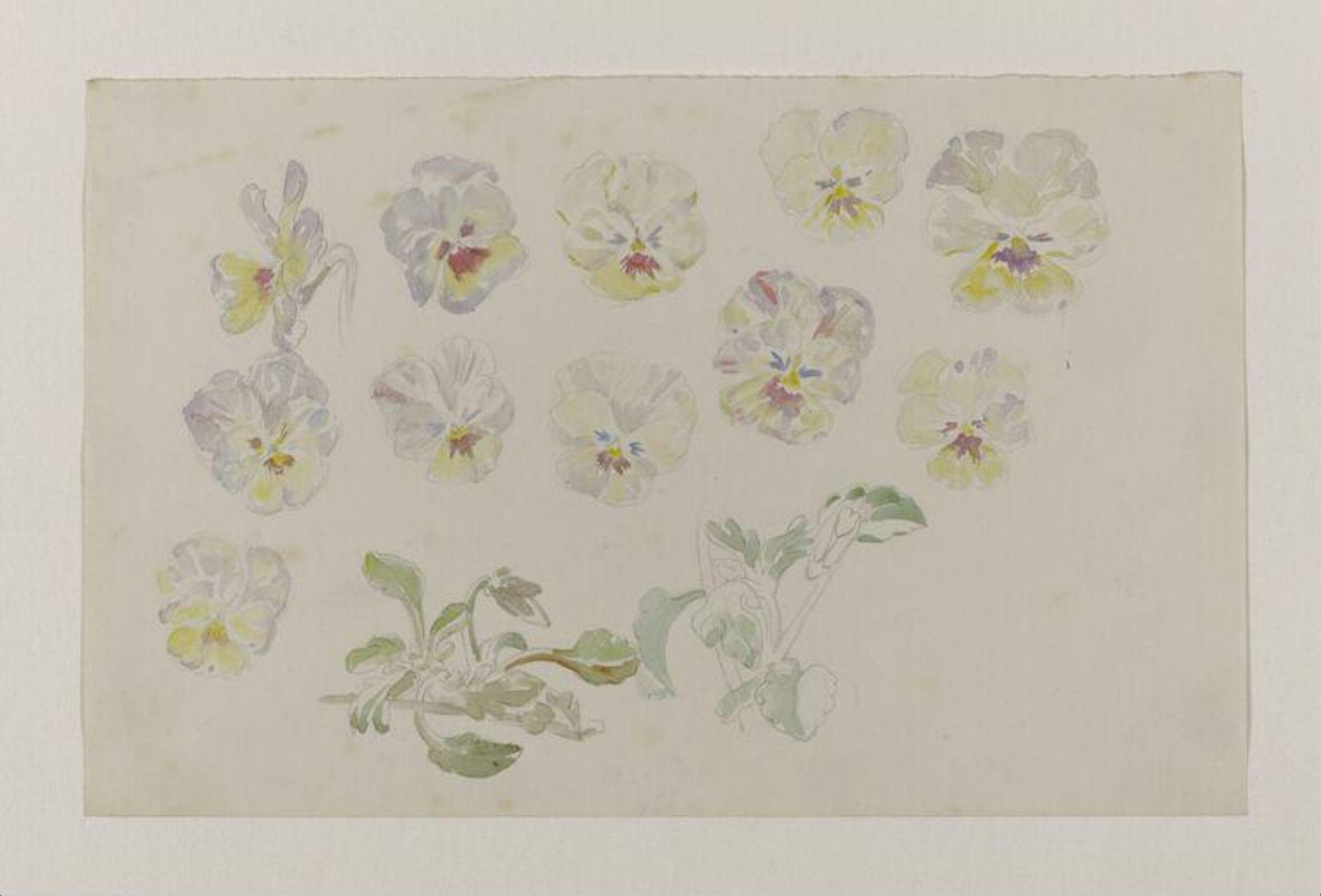 Watercolour, Beatrix Potter, late 19th century - early 20th century
