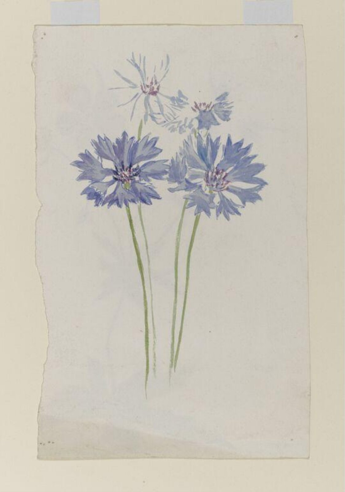 Watercolour, Beatrix Potter, ca.1880