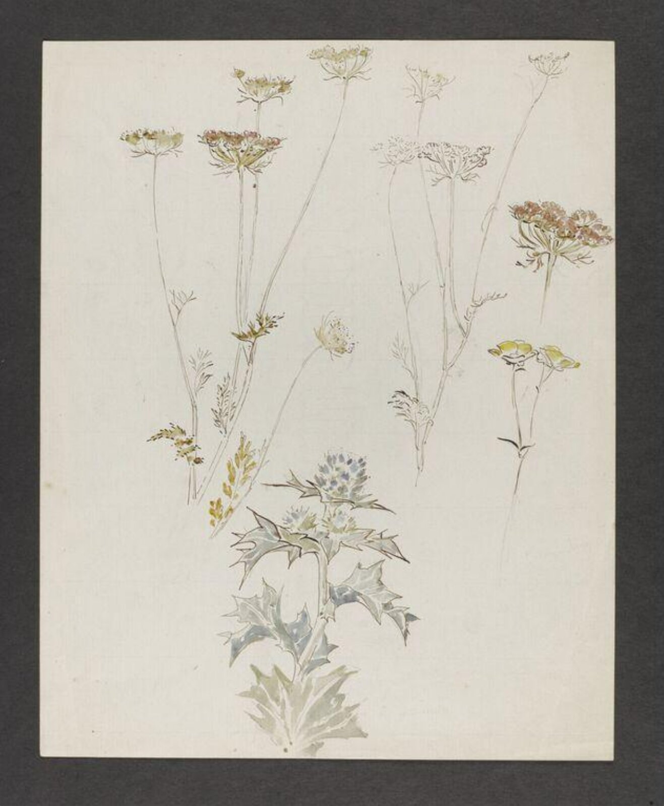 Watercolour, Beatrix Potter, 1890-1905