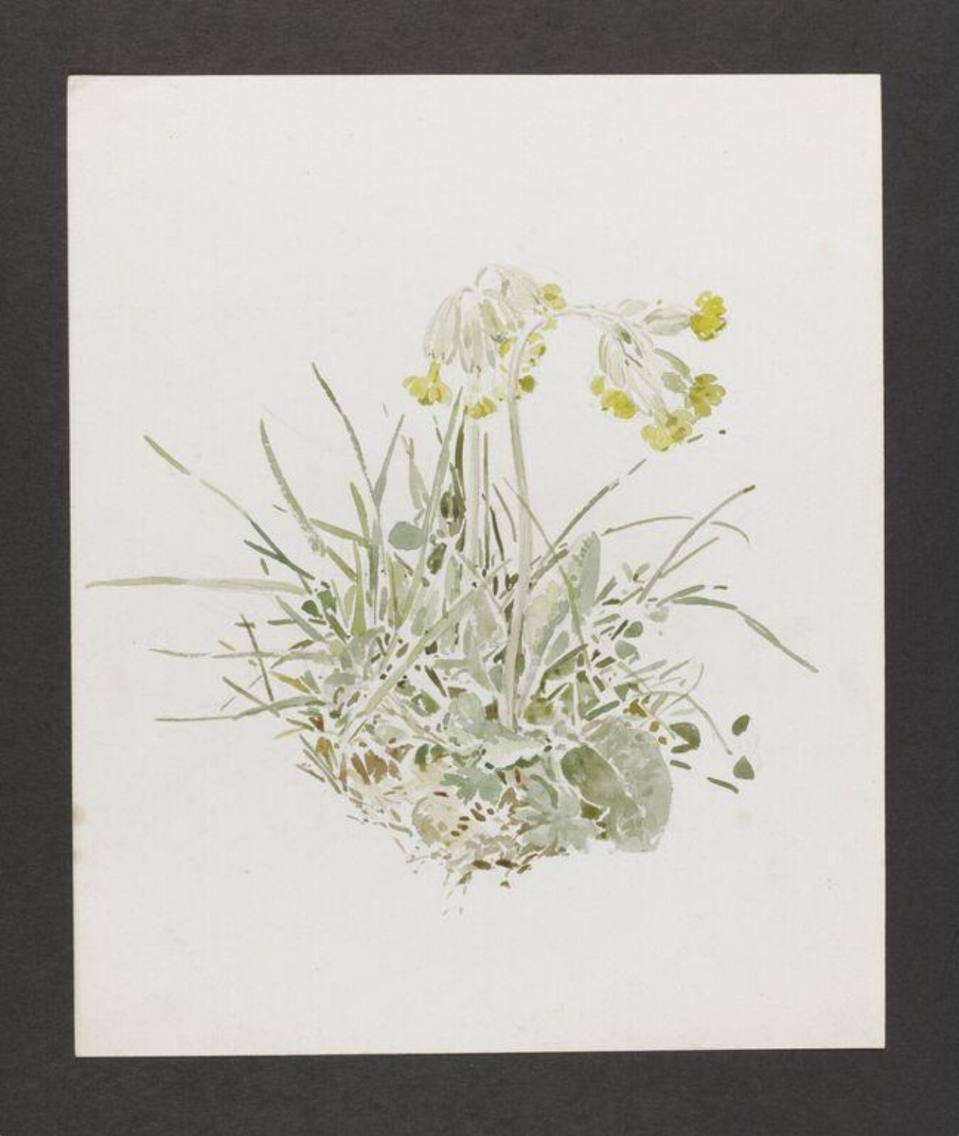 Watercolour, Beatrix Potter, 1904