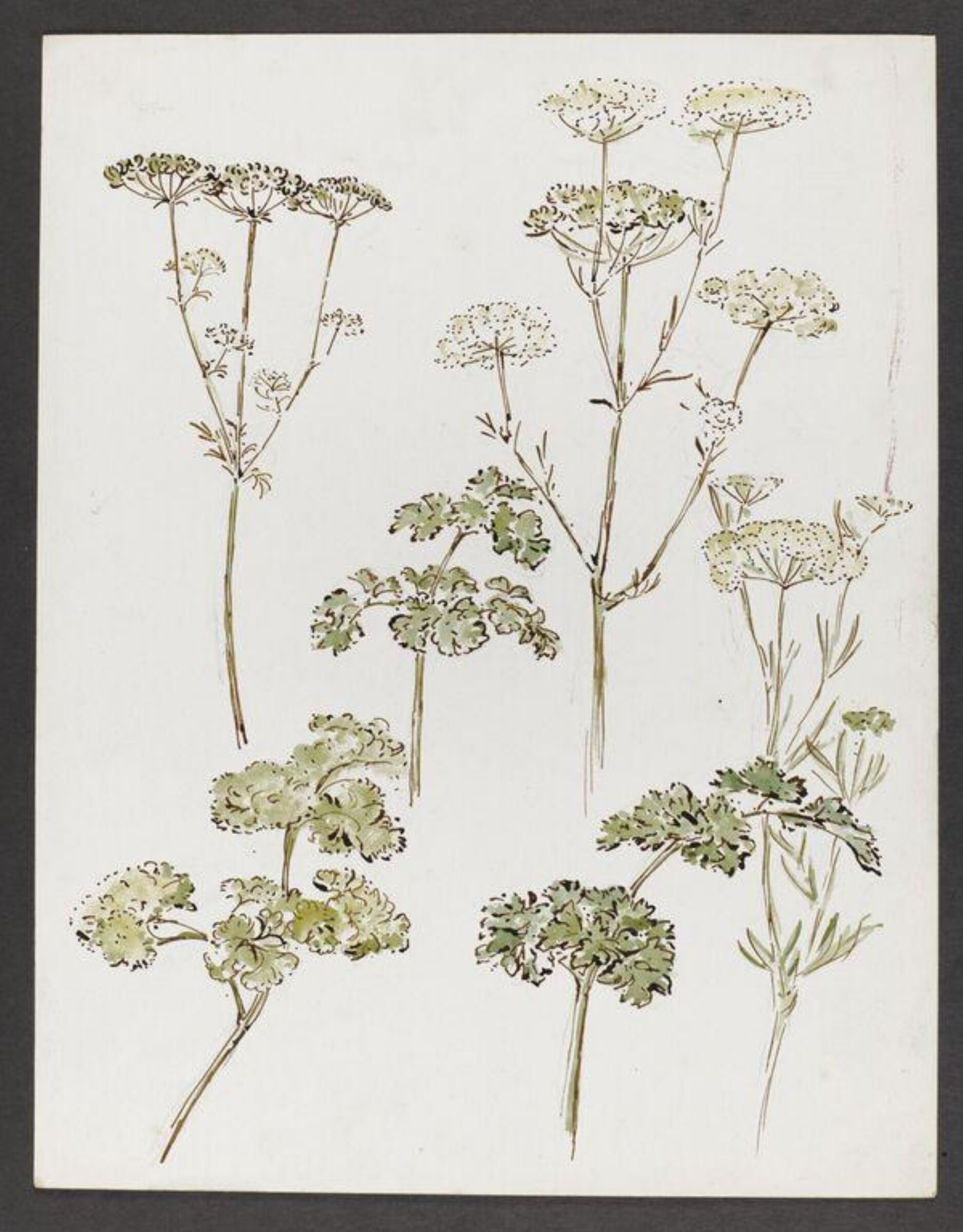 Watercolour, Beatrix Potter, late 19th century - early 20th century