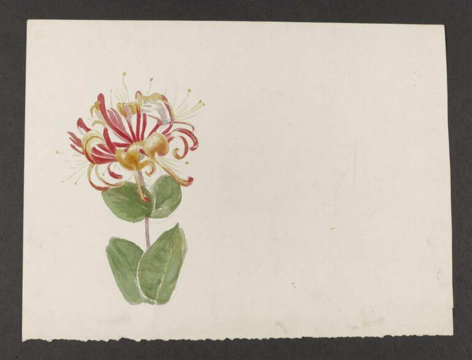 Watercolour, Beatrix Potter, circa 1880