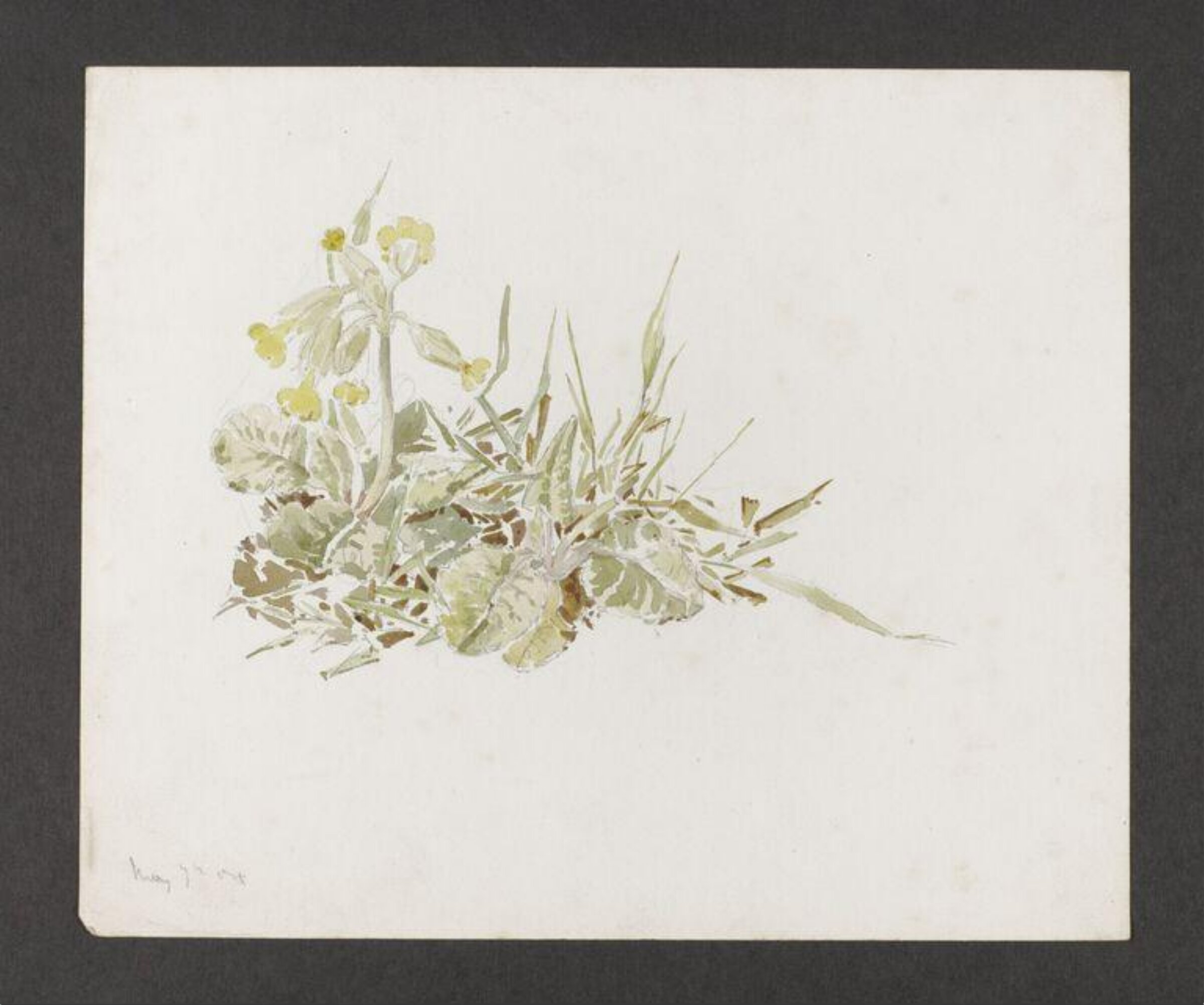 Watercolour, Beatrix Potter, late 19th century - early 20th century
