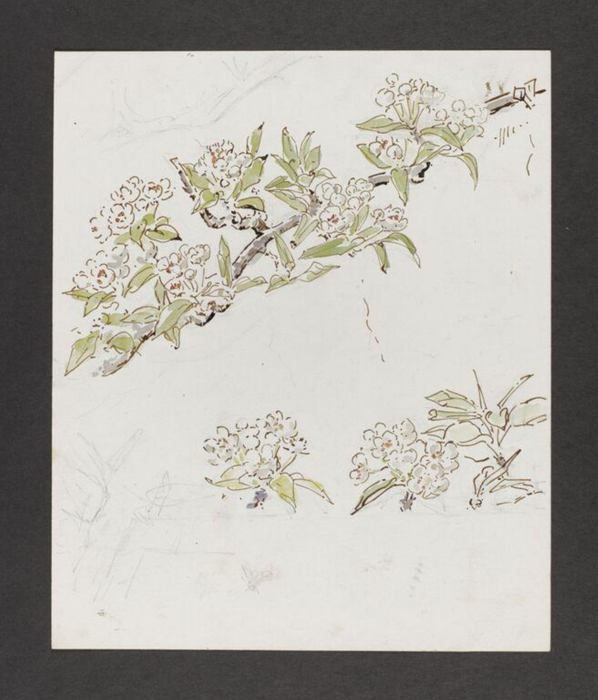 Watercolour, Beatrix Potter, late 19th century - early 20th century