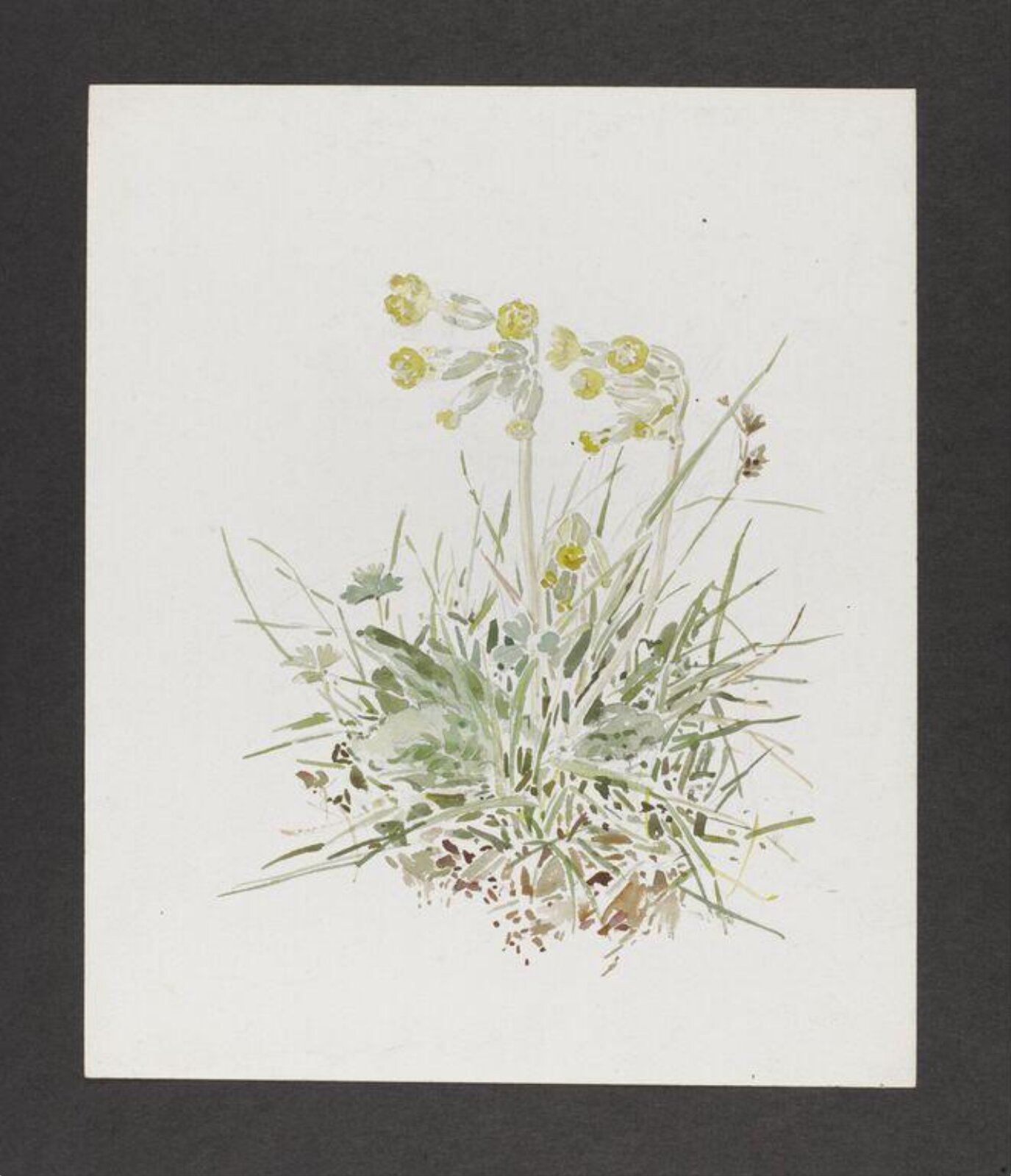 Watercolour, Beatrix Potter, 1904