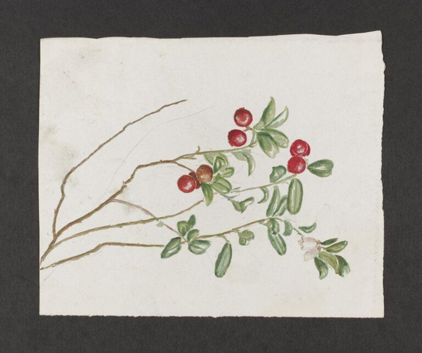 Watercolour, Beatrix Potter, circa 1880