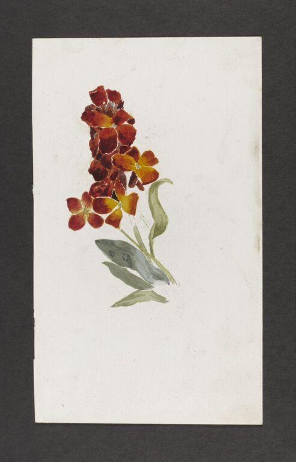 Watercolour, Beatrix Potter, ca.1880