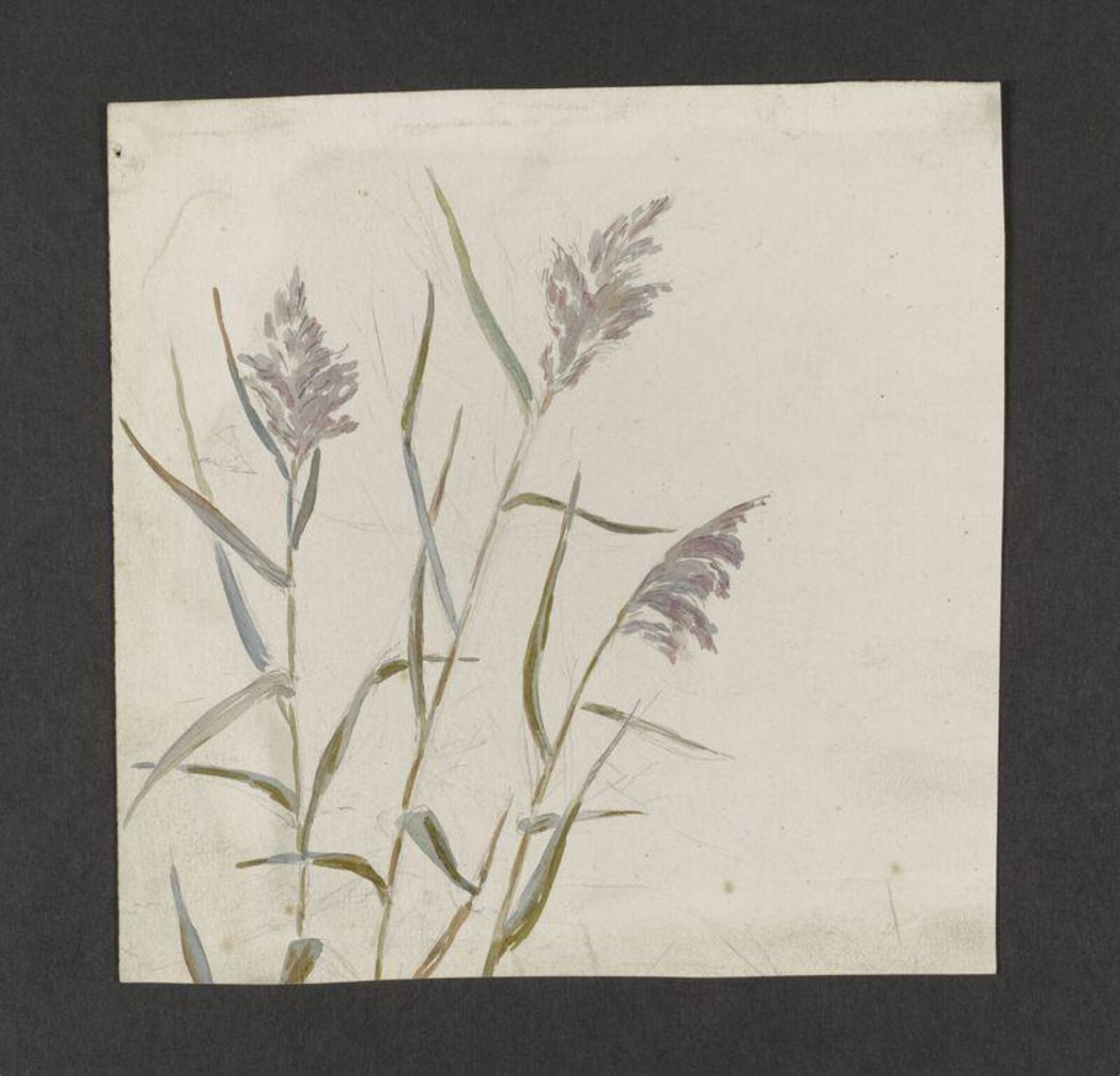 Watercolour, Beatrix Potter, late 19th century - early 20th century