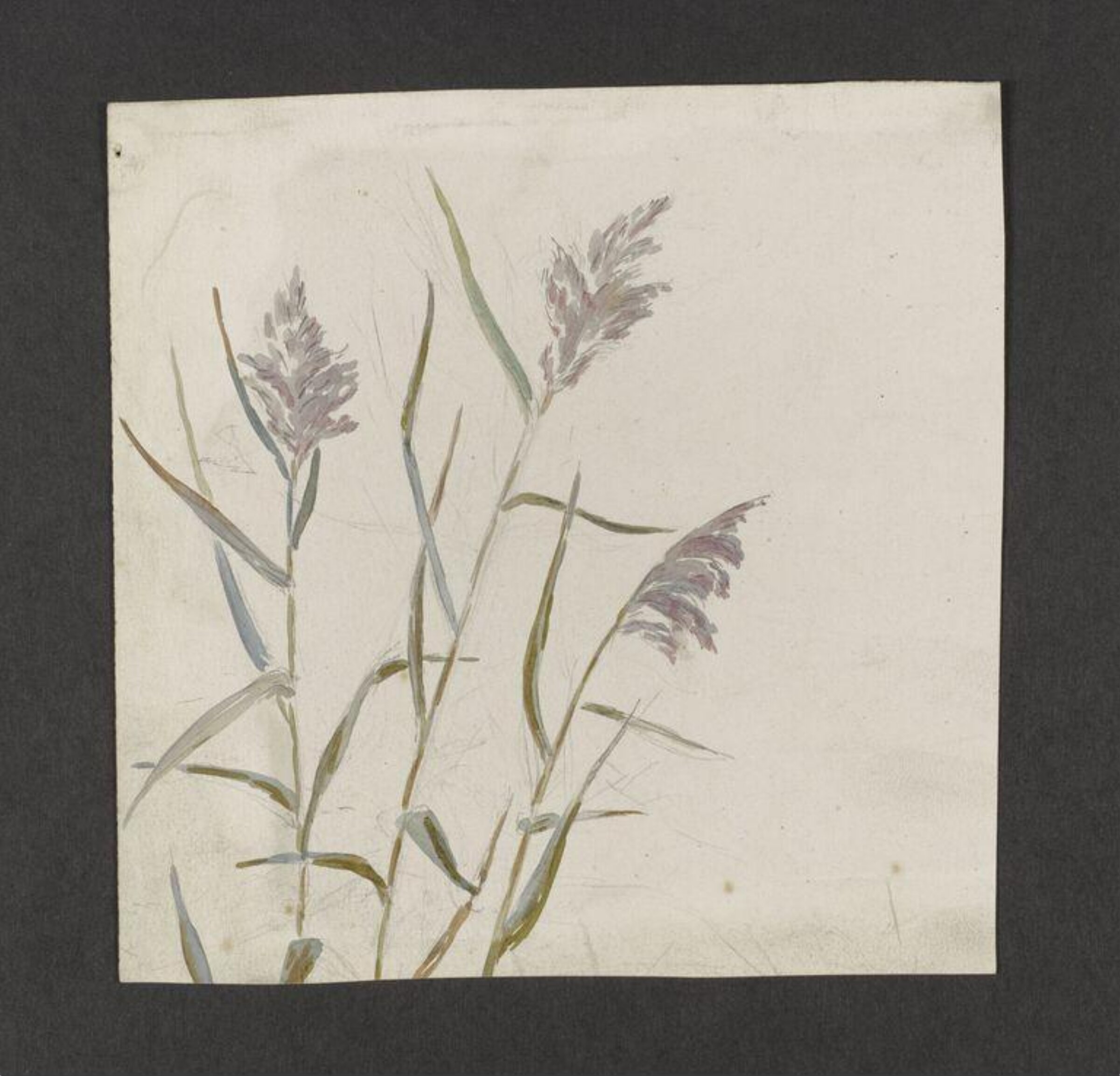 Watercolour, Beatrix Potter, late 19th century - early 20th century