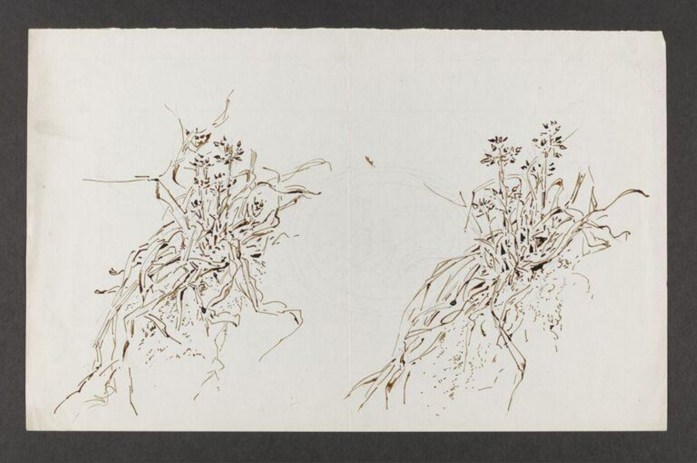 Potter, Beatrix, drawing
