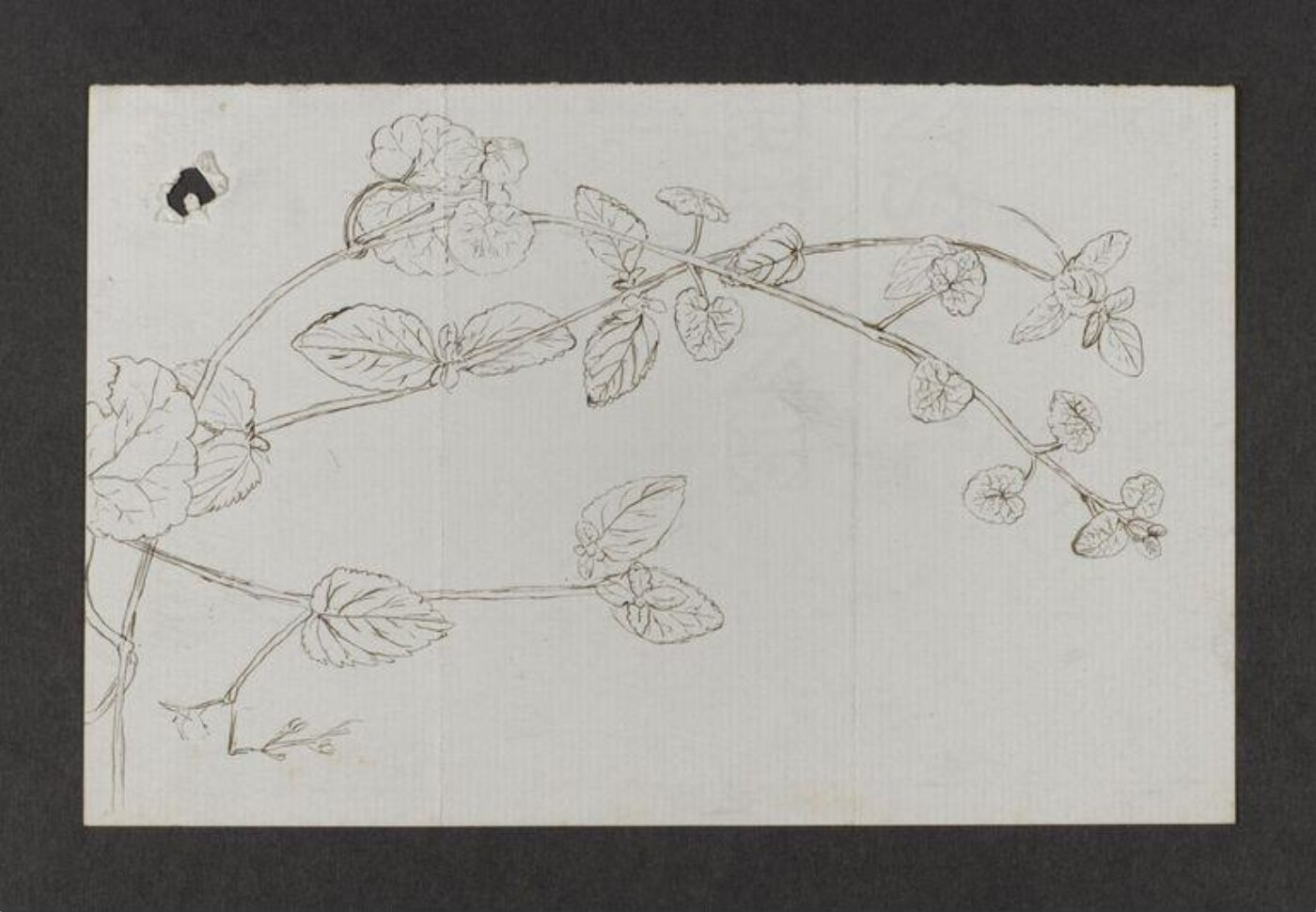 Potter, Beatrix, drawing