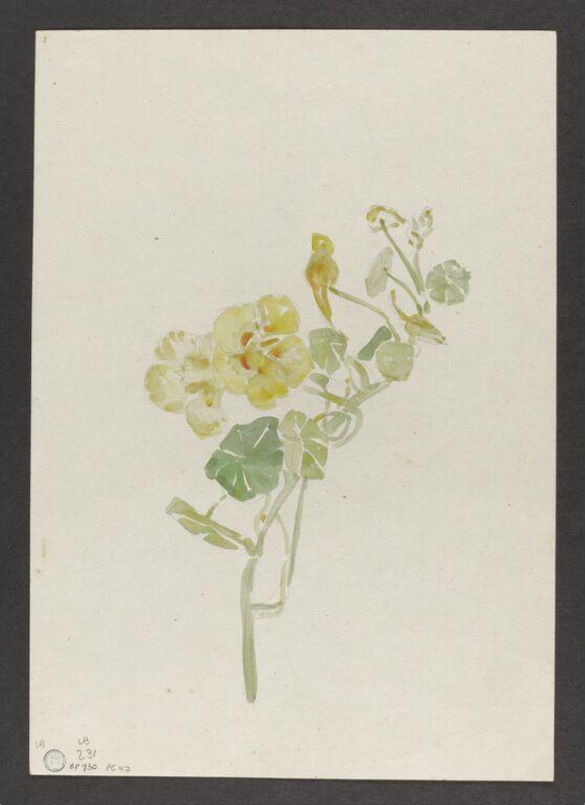 Watercolour, Beatrix Potter, late 19th century - early 20th century