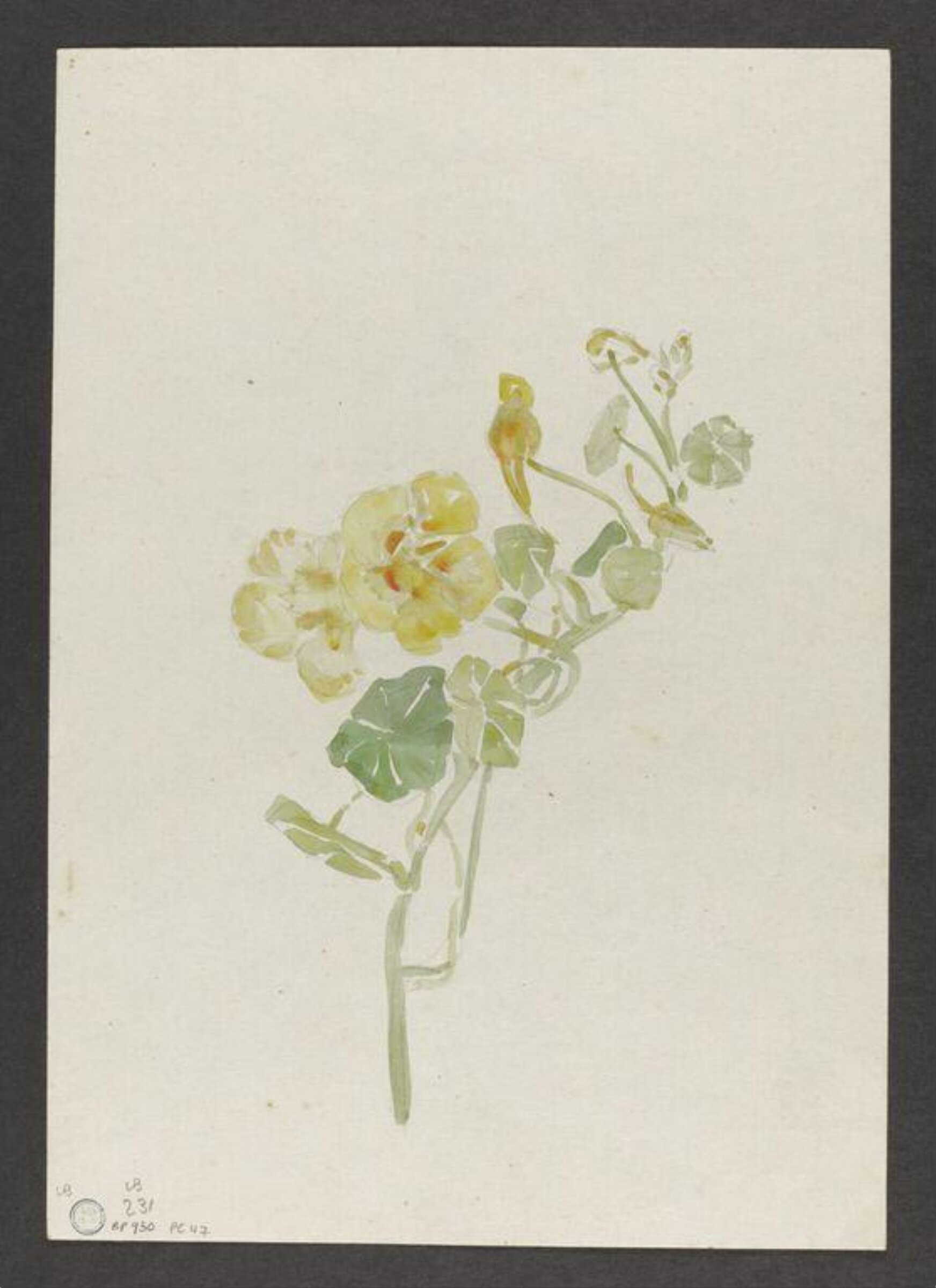 Watercolour, Beatrix Potter, late 19th century - early 20th century