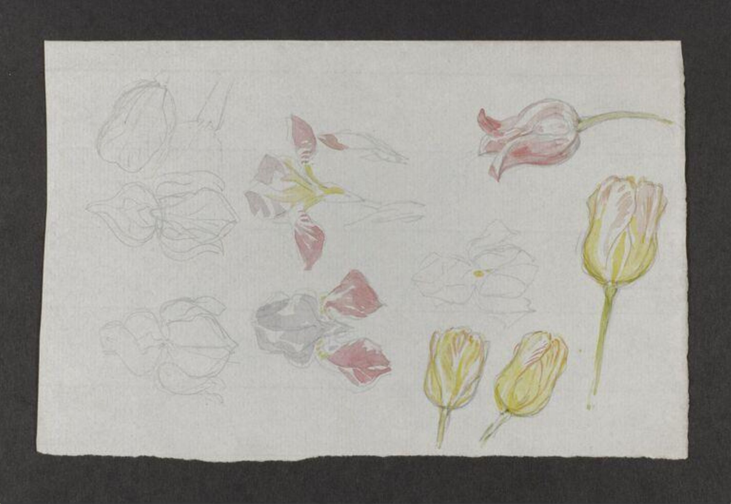 Watercolour, Beatrix Potter, late 19th century - early 20th century