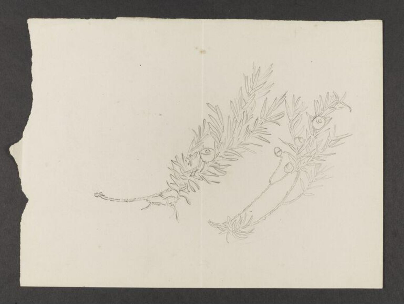 Potter, Beatrix, drawing