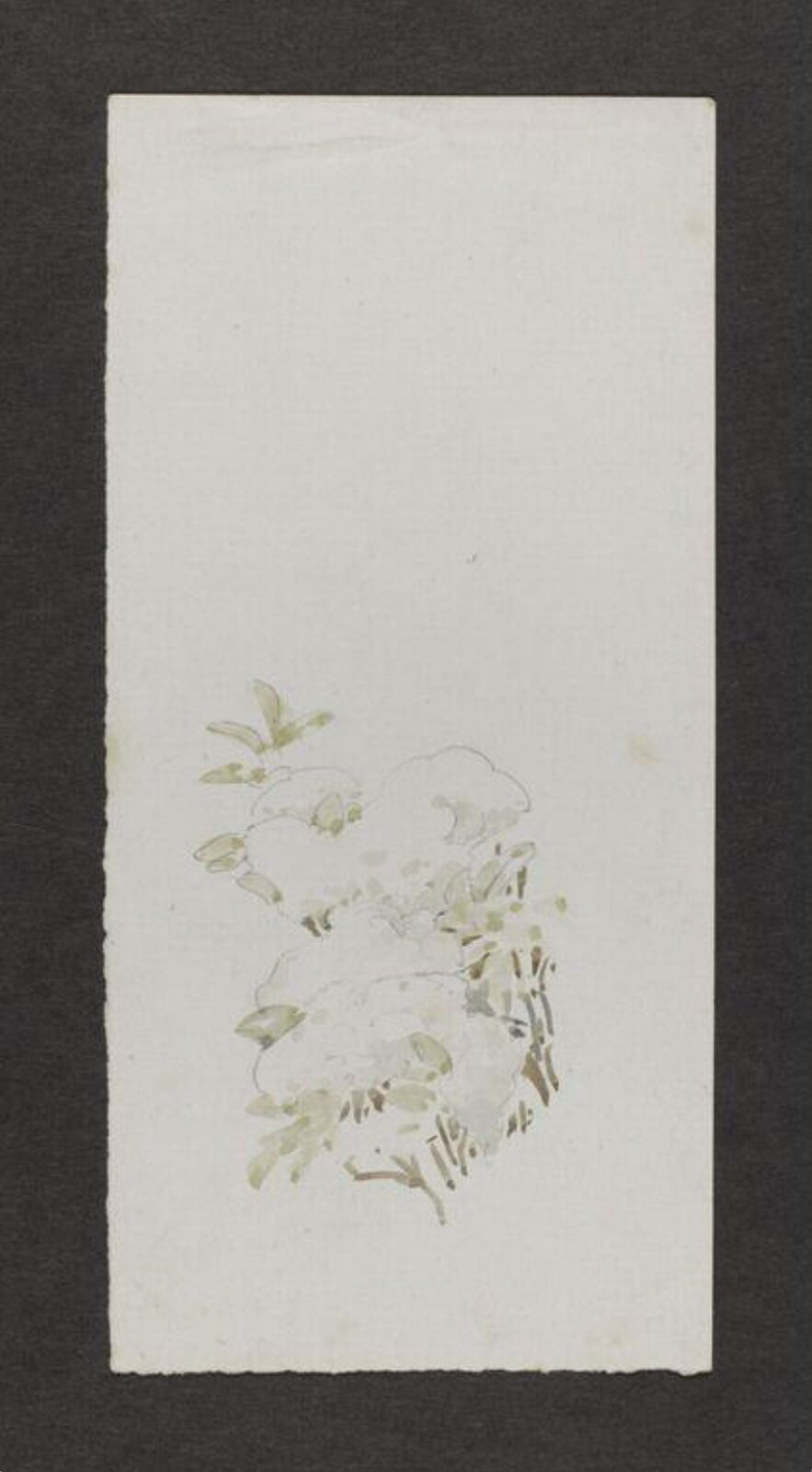 Watercolour, Beatrix Potter, late 19th century - early 20th century