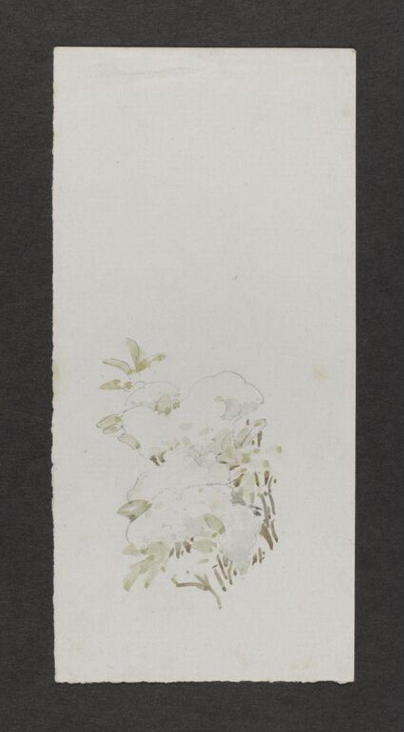 Watercolour, Beatrix Potter, late 19th century - early 20th century