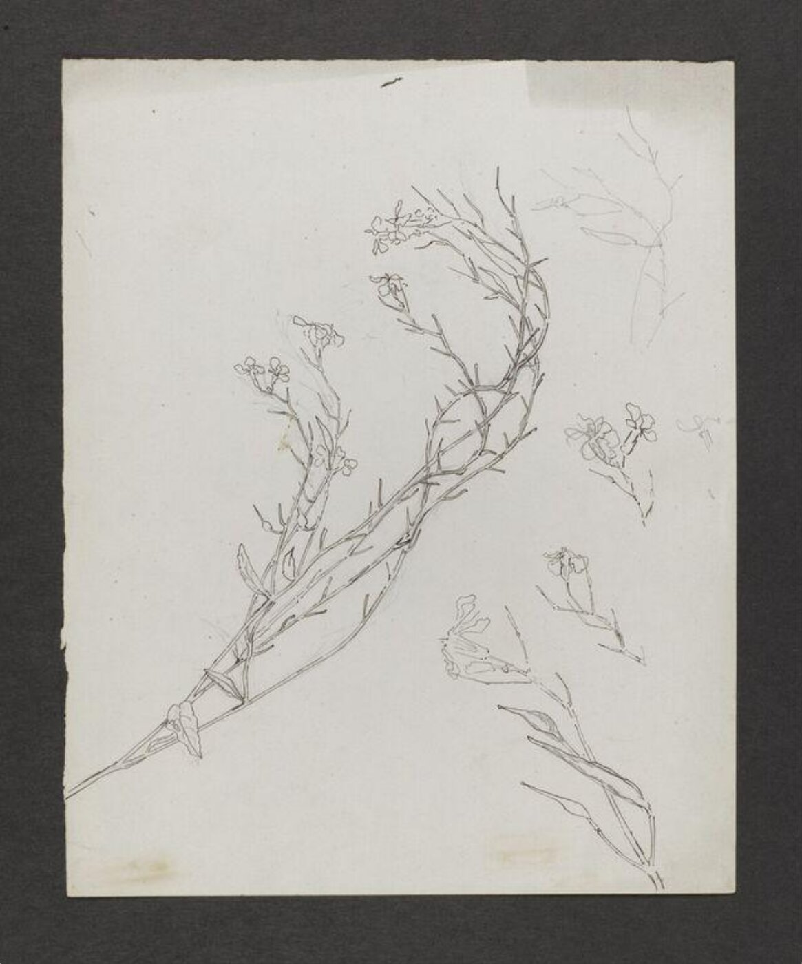 Potter, Beatrix, drawing