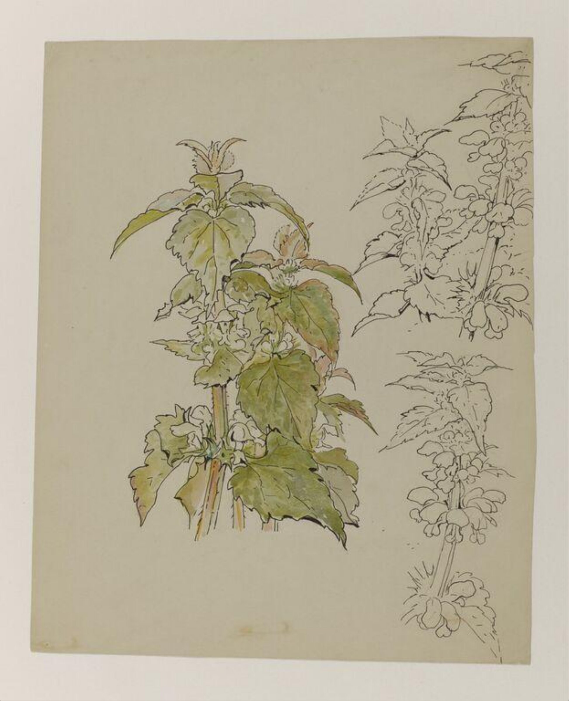 Watercolour, Beatrix Potter, late 19th century - early 20th century