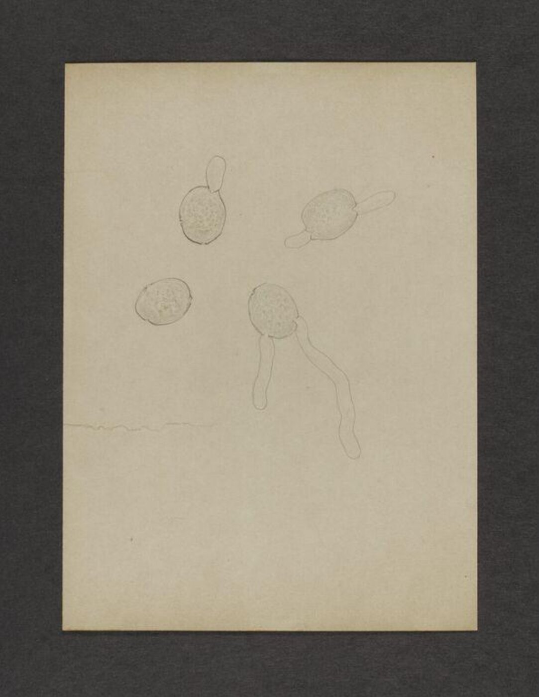 Potter, Beatrix, drawing