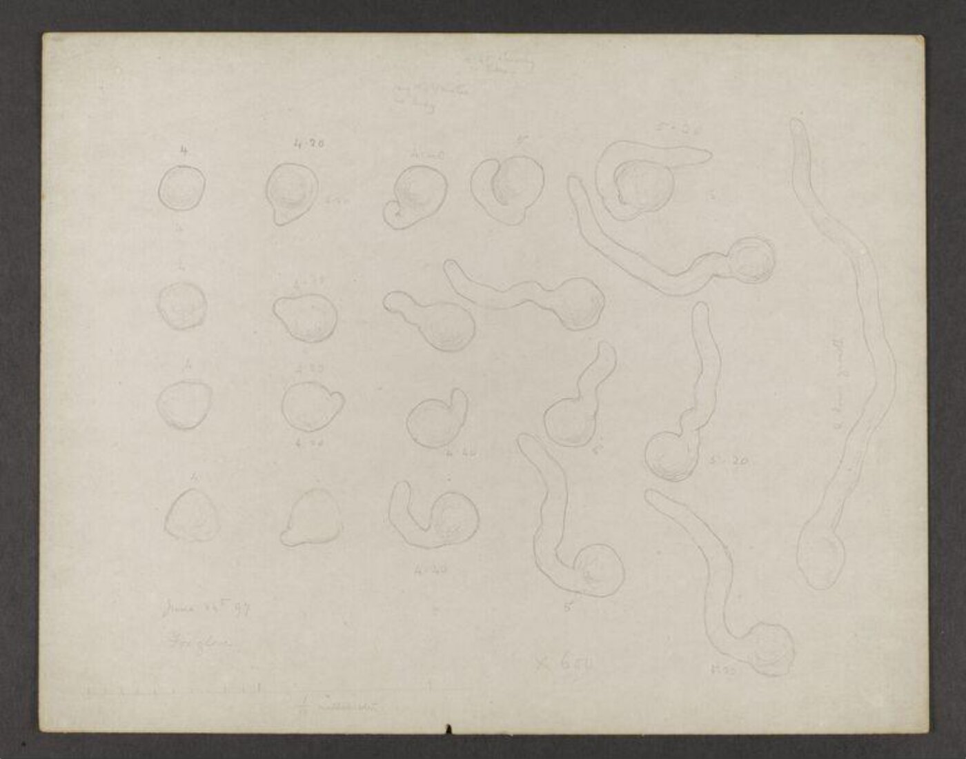 Potter, Beatrix, drawing