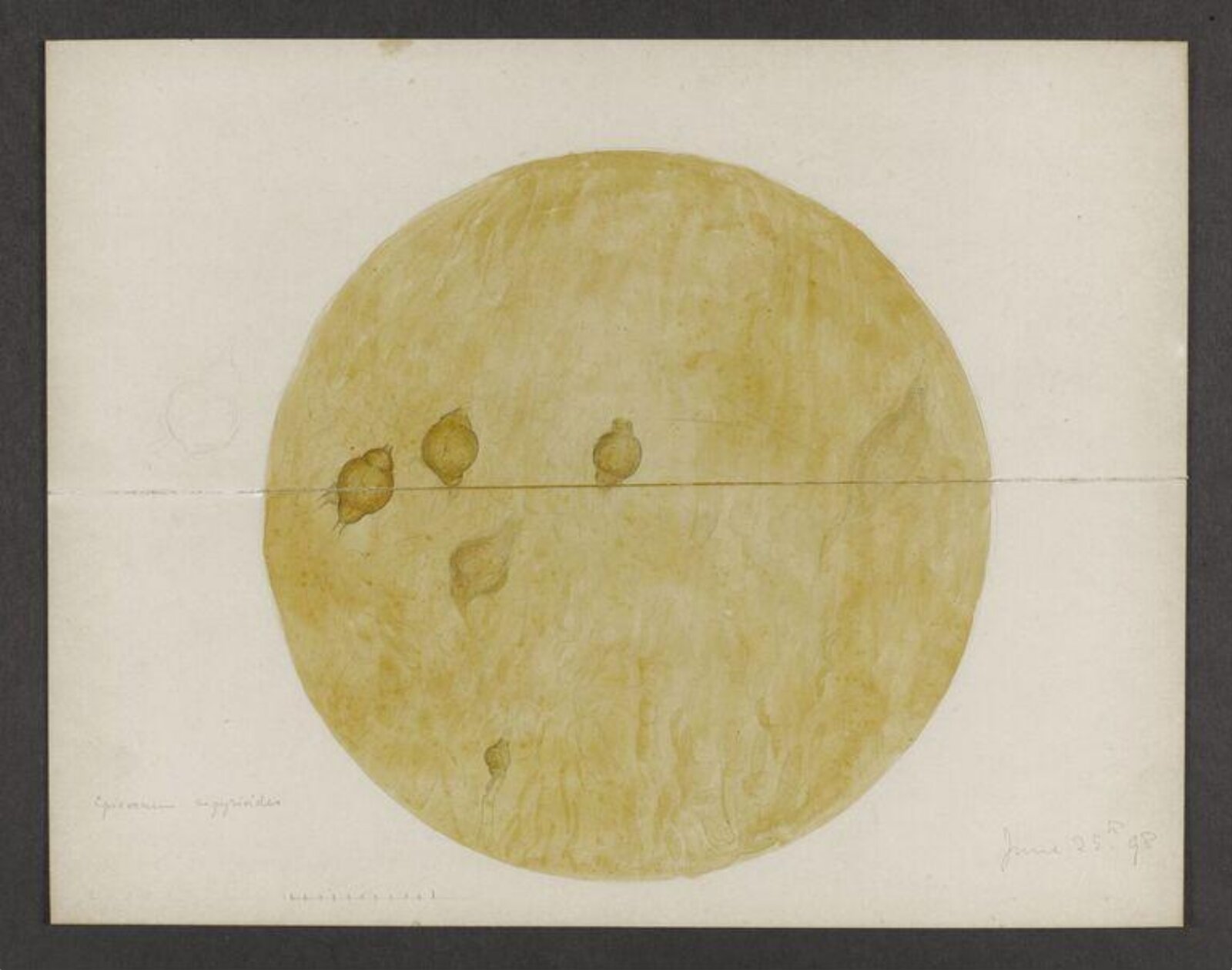 drawing, Beatrix Potter, 25 June 1898