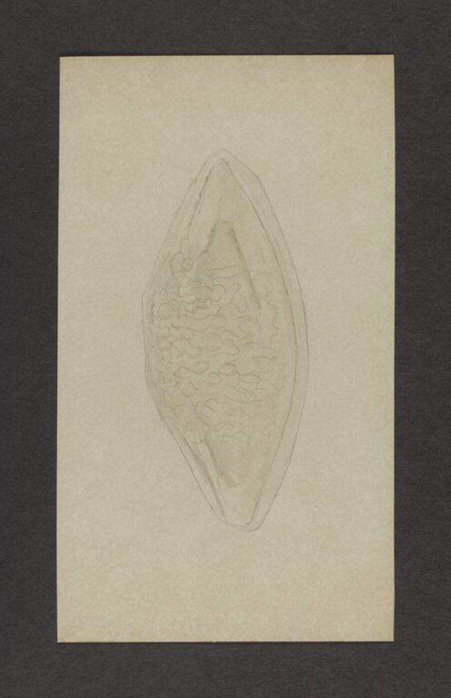 Potter, Beatrix, drawing