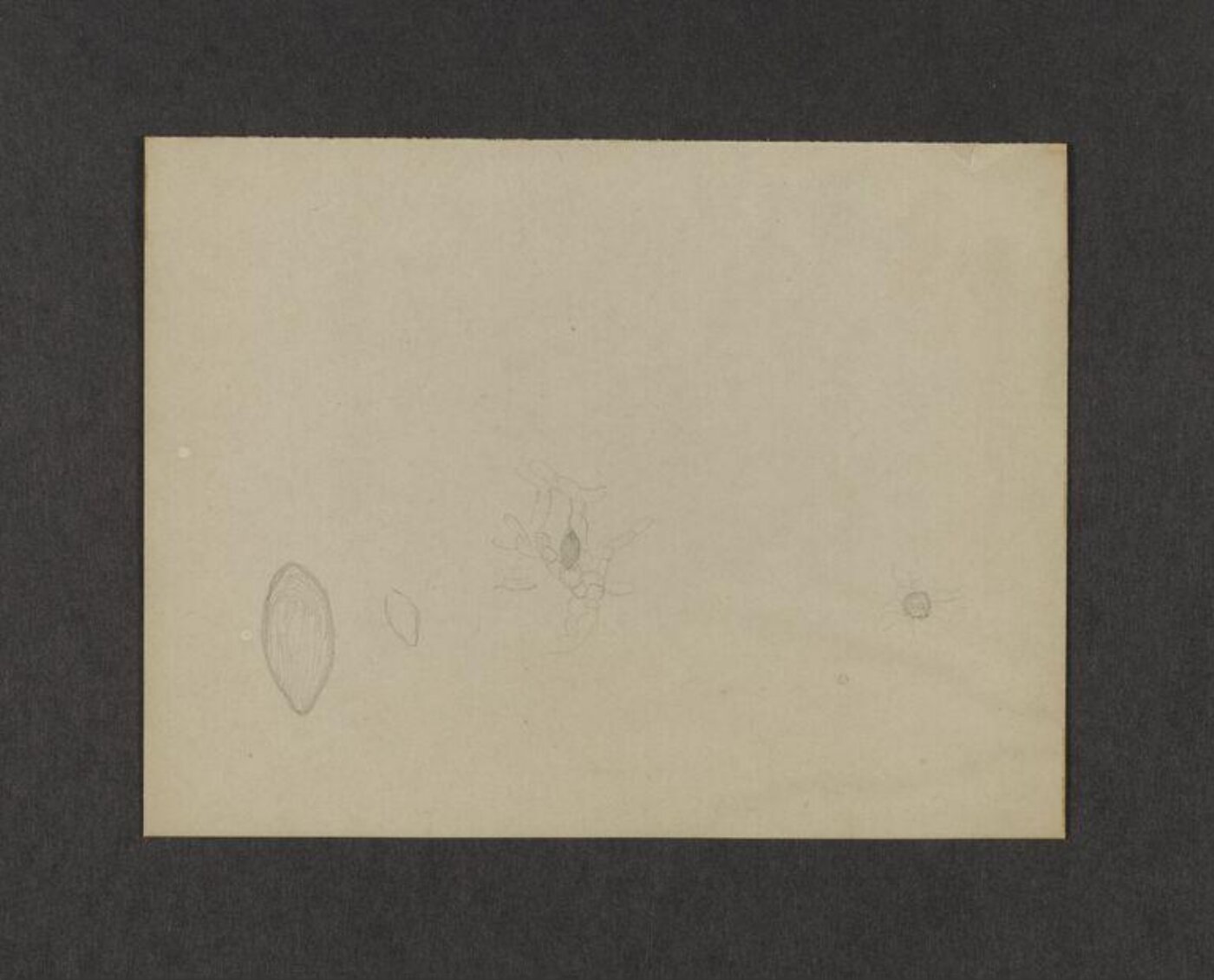 Potter, Beatrix, drawing