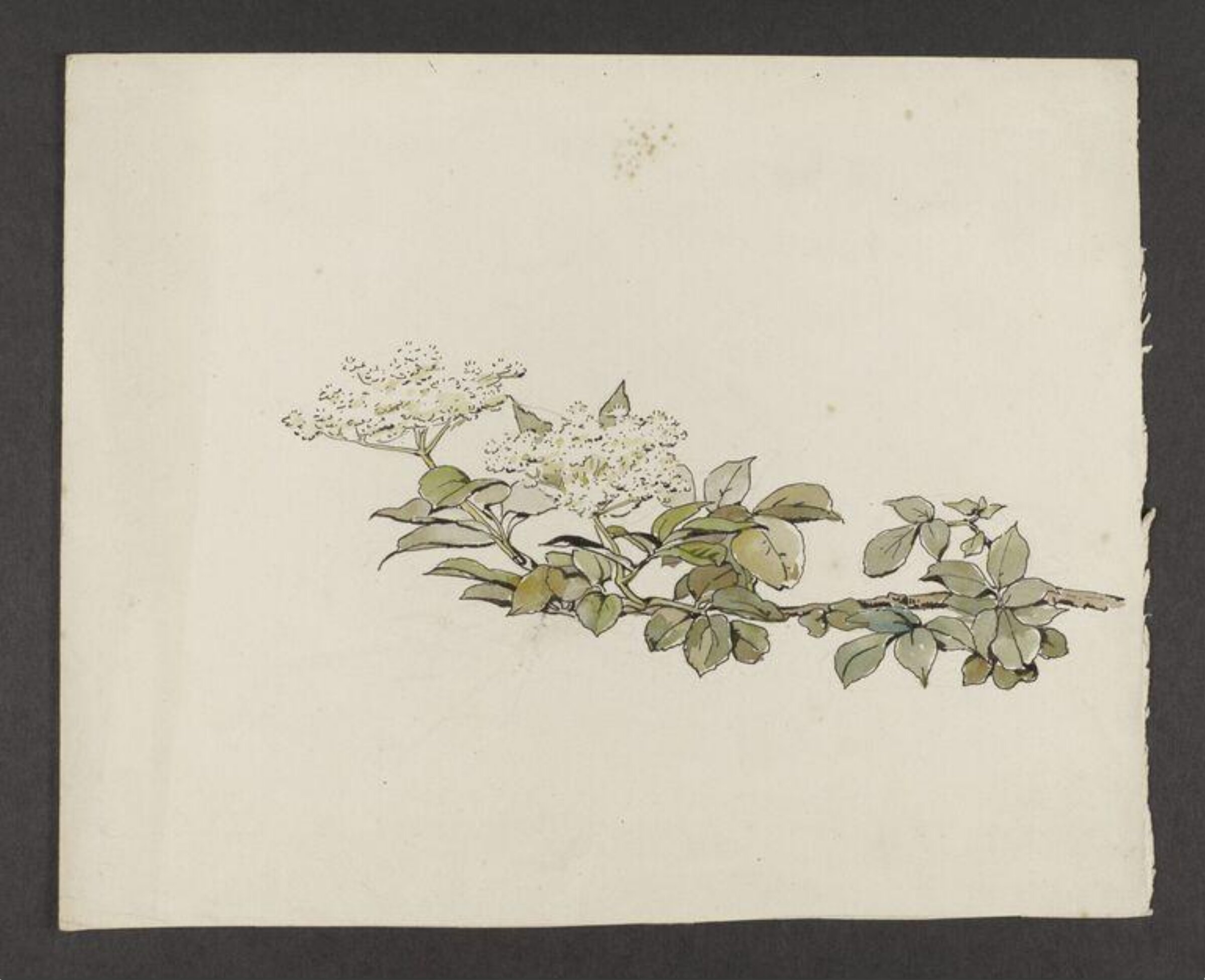 Watercolour, Beatrix Potter, late 19th century - early 20th century